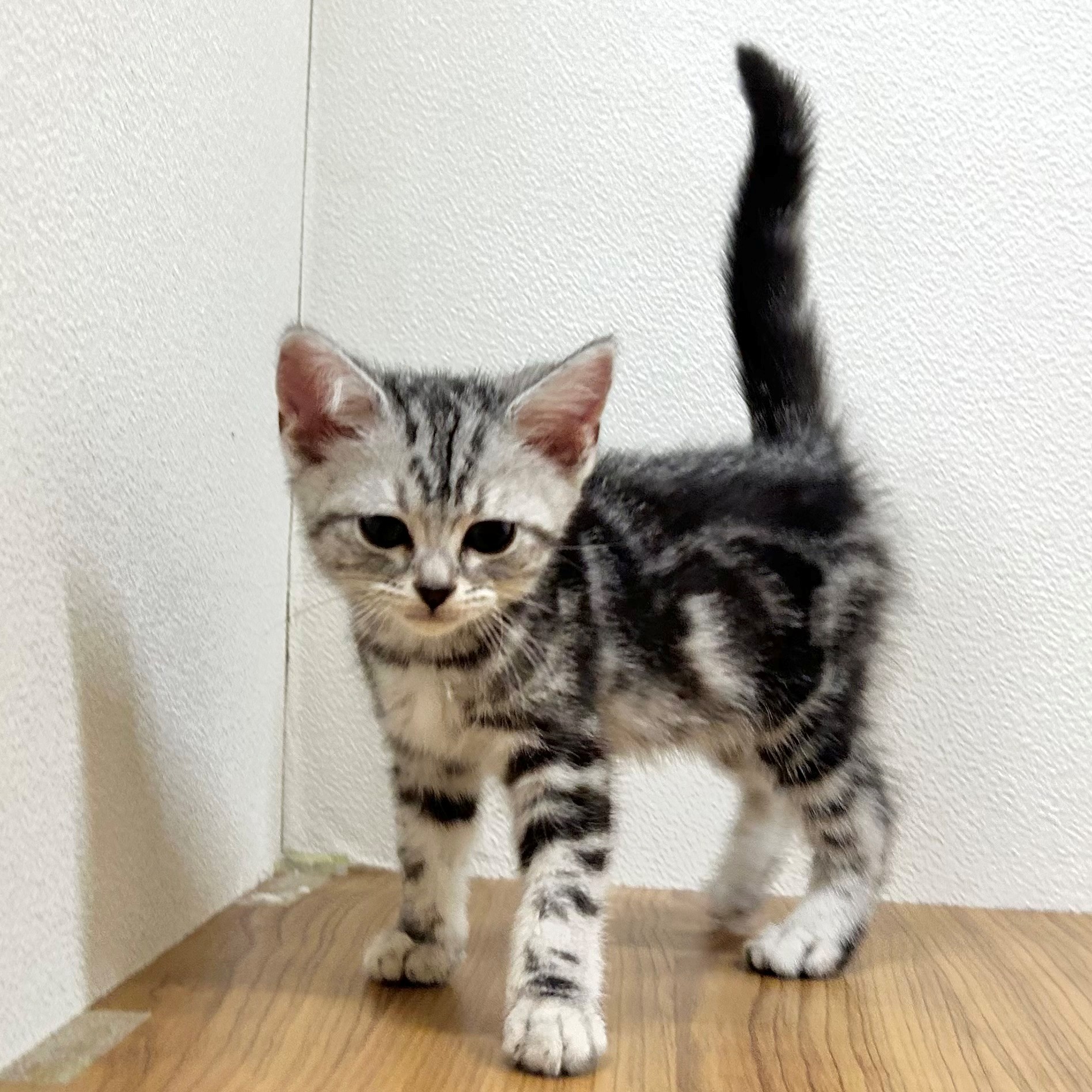 福岡県のアメリカンショートヘアー (犬の家＆猫の里トリアス久山店/2025年9月7日生まれ/女の子/シルバータビー)の子猫の4枚目の画像