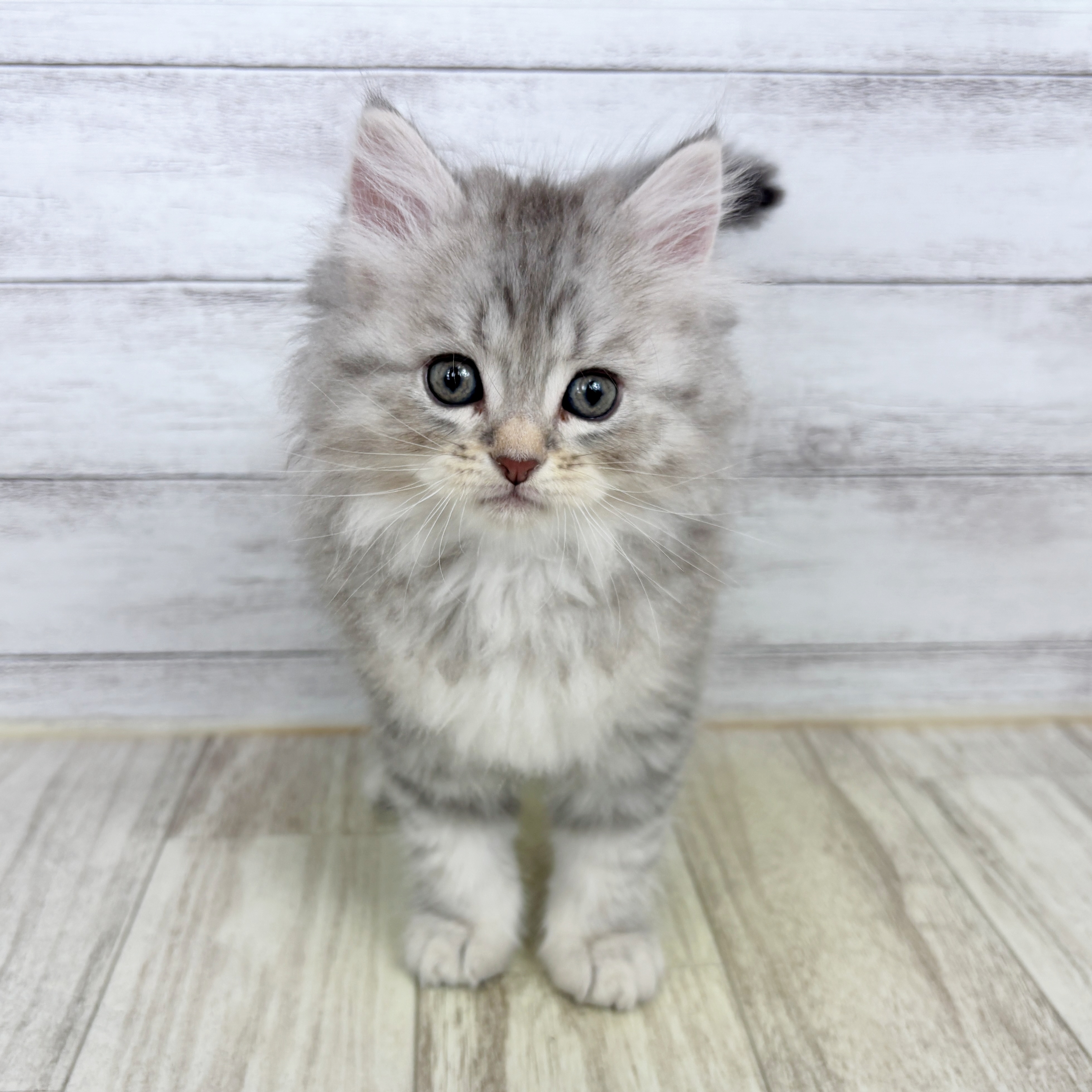 福岡県のミヌエット (犬の家＆猫の里トリアス久山店/2025年9月12日生まれ/男の子/ブルーシルバータビー)の子猫