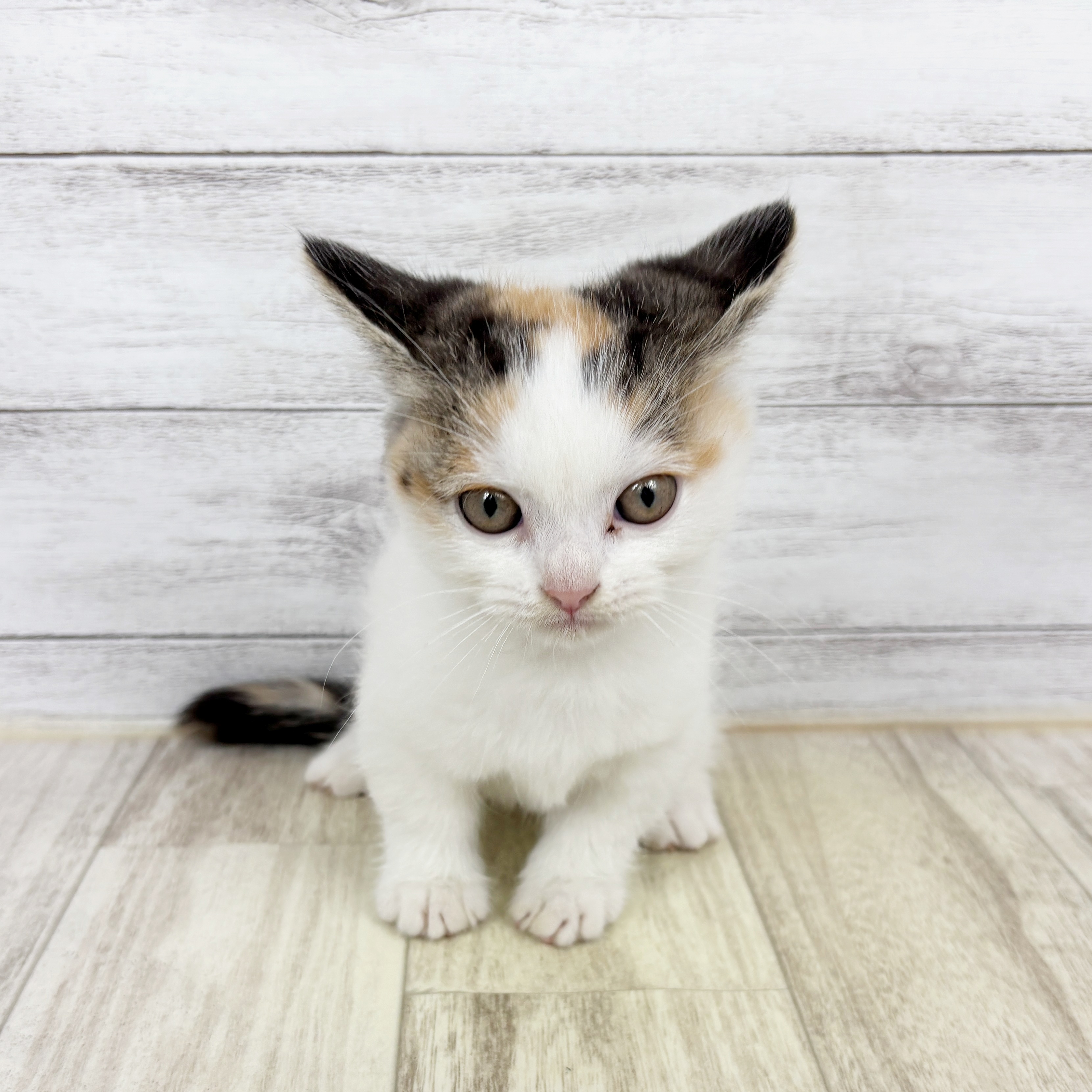 兵庫県のマンチカン (犬の家＆猫の里カナート西神戸店/2025年9月6日生まれ/女の子/バンキャリコ)の子猫