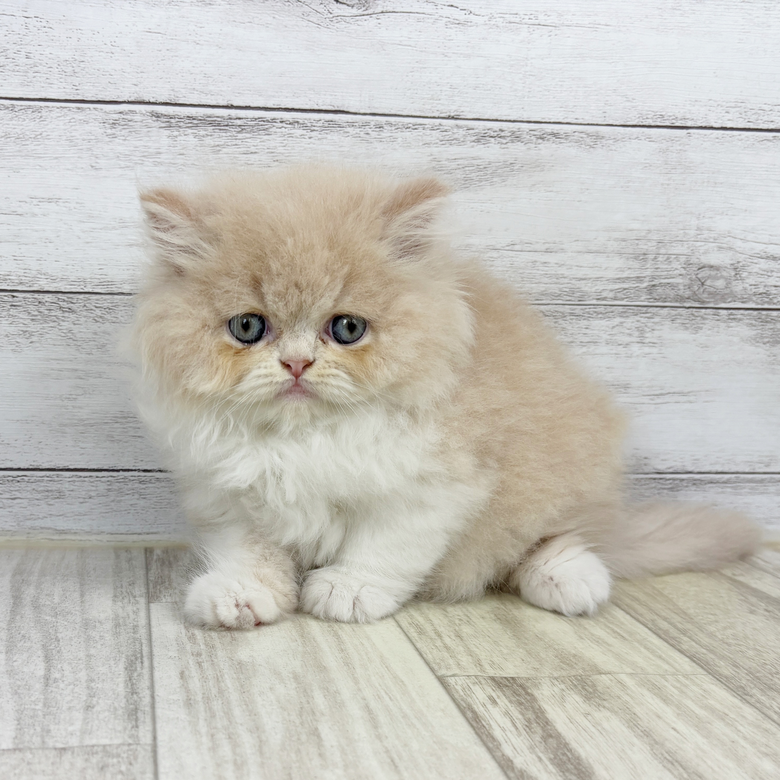 岡山県のエキゾチック (犬の家＆猫の里倉敷中庄店/2025年9月13日生まれ/女の子/クリームホワイト)の子猫の2枚目の画像