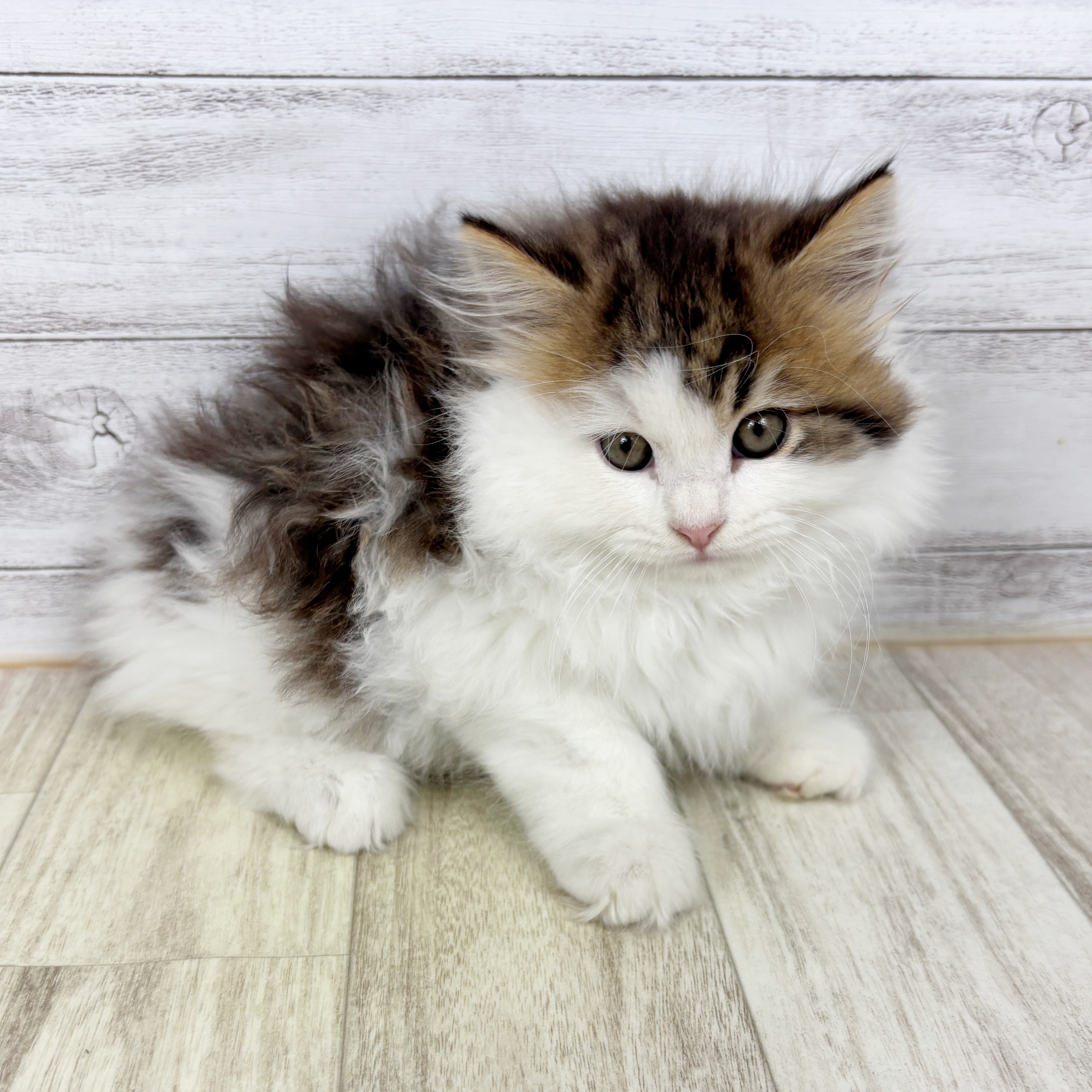 兵庫県のスコティッシュストレート (犬の家＆猫の里川西店/2025年9月6日生まれ/男の子/ブラウンタビーホワイト)の子猫