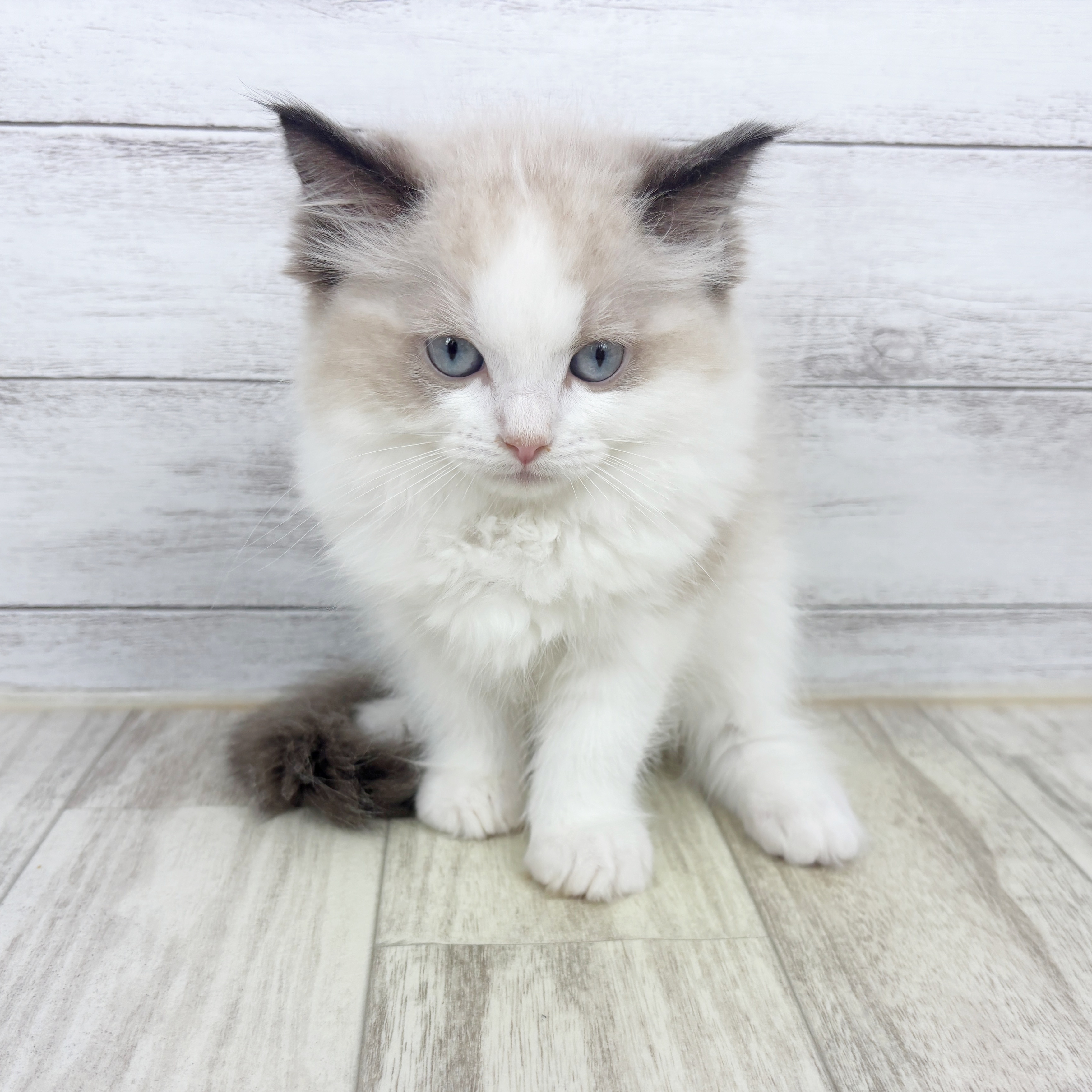 兵庫県のラグドール (犬の家＆猫の里神戸店/2025年9月9日生まれ/女の子/シールポイントバイカラー)の子猫の3枚目の画像