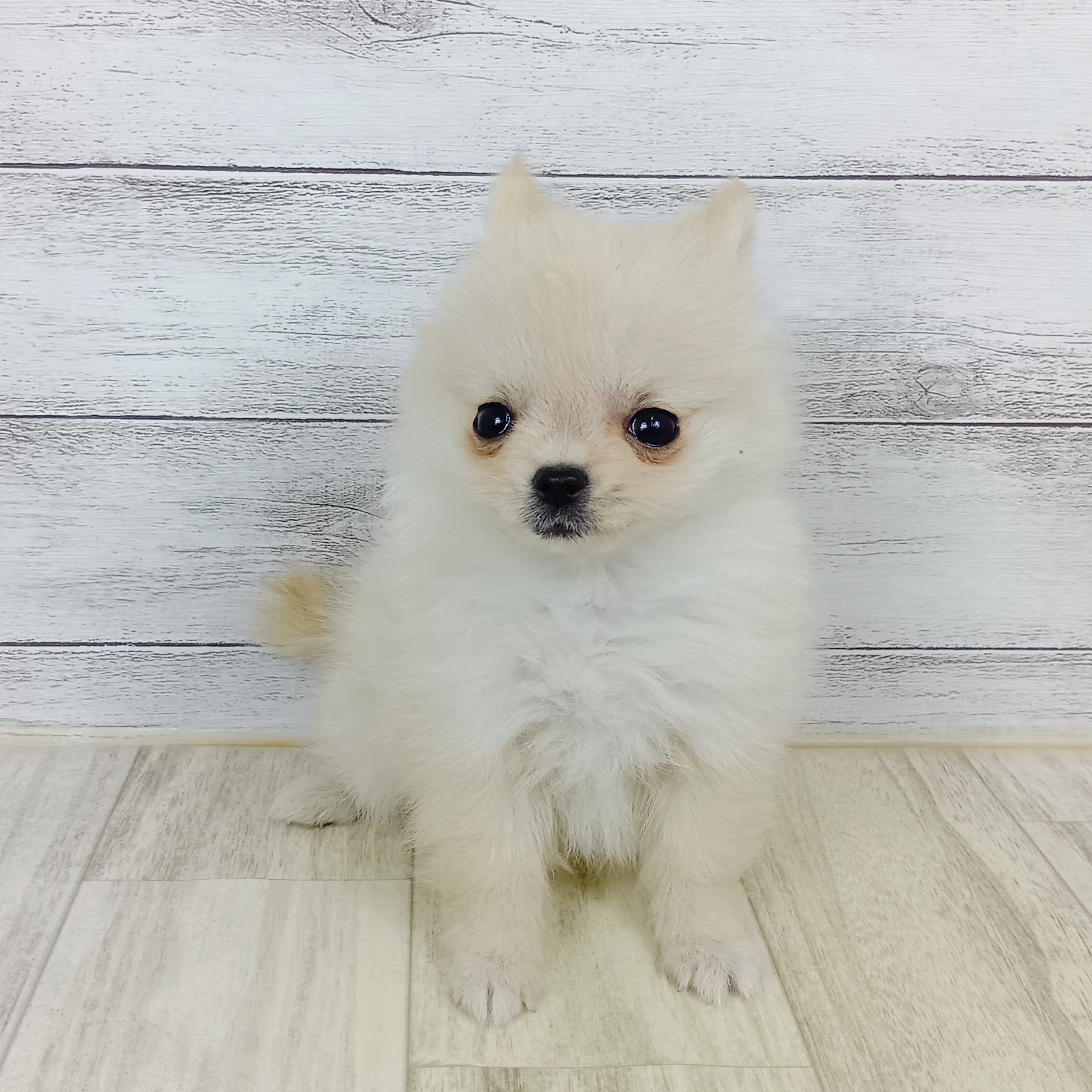 兵庫県のポメチワ/チワポメ/ポメチー(ポメラニアン×チワワ) (犬の家＆猫の里神戸店/2025年9月13日生まれ/女の子/クリーム)の子犬