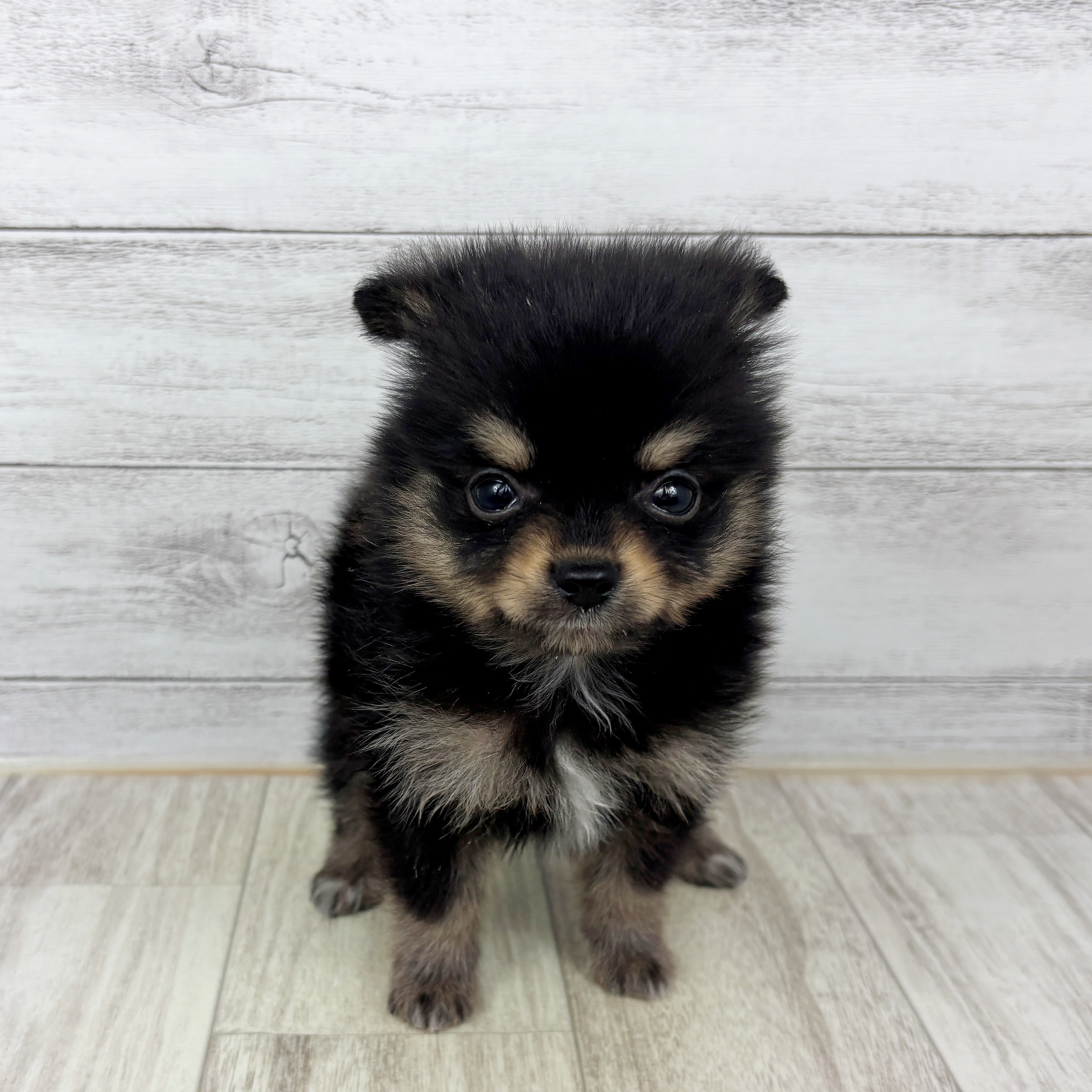 福岡県のポメチワ/チワポメ/ポメチー(ポメラニアン×チワワ) (犬の家＆猫の里トリアス久山店/2025年9月14日生まれ/男の子/ブラックタン)の子犬
