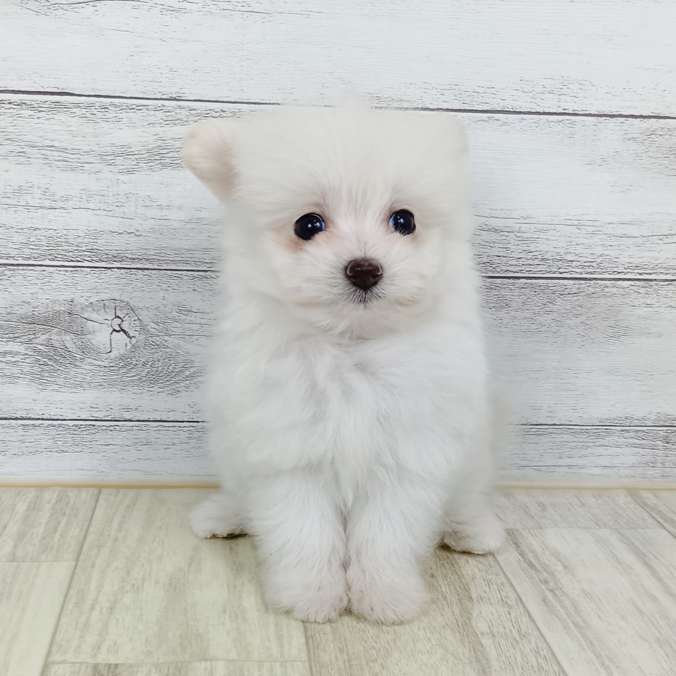 兵庫県のポメプー(ポメラニアン×プードル) (犬の家＆猫の里川西店/2025年9月13日生まれ/男の子/クリーム)の子犬