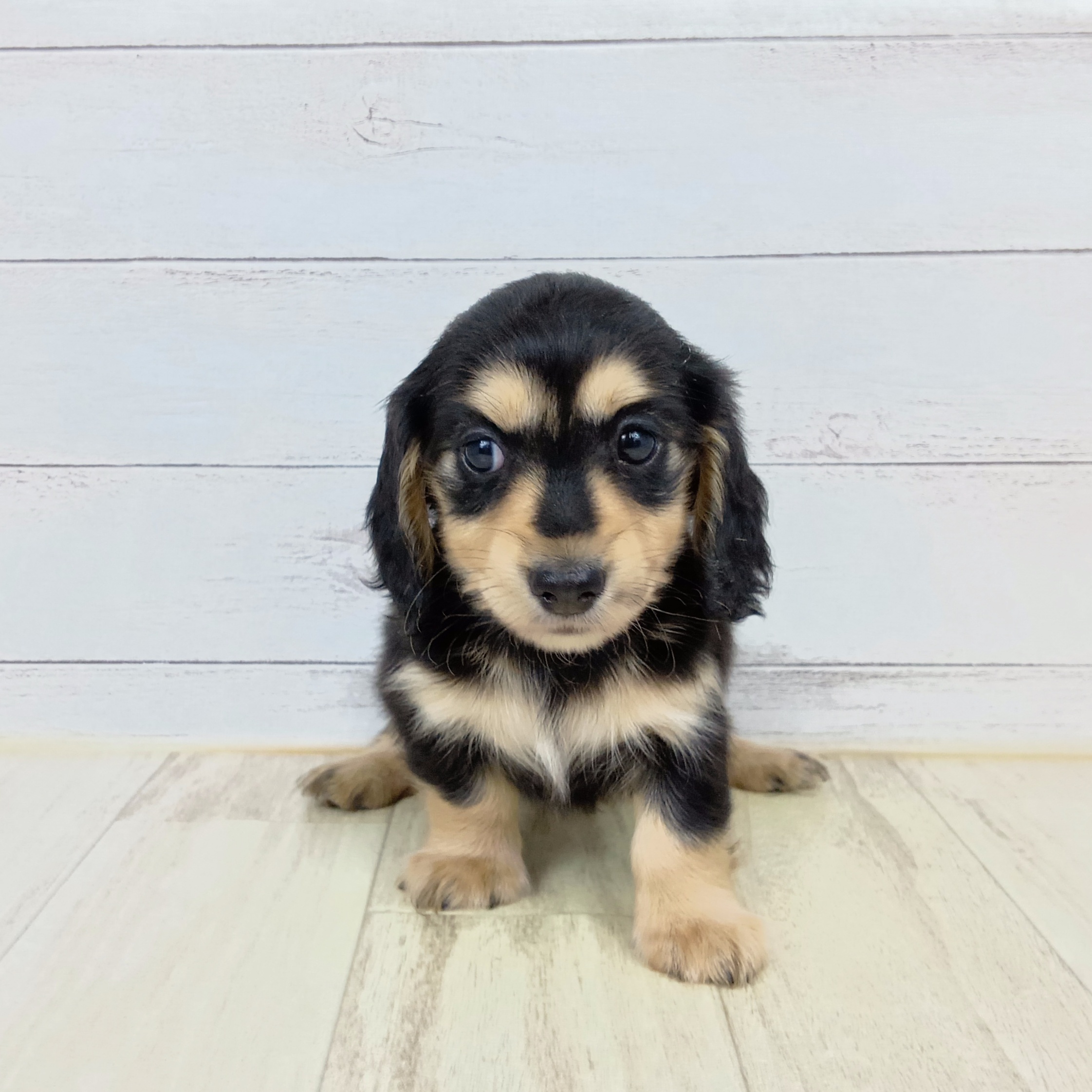 大阪府のカニンヘンダックスフンド(ロング) (犬の家＆猫の里もりのみやキューズモールBASE店/2025年9月12日生まれ/女の子/ブラックイエロー)の子犬の3枚目の画像