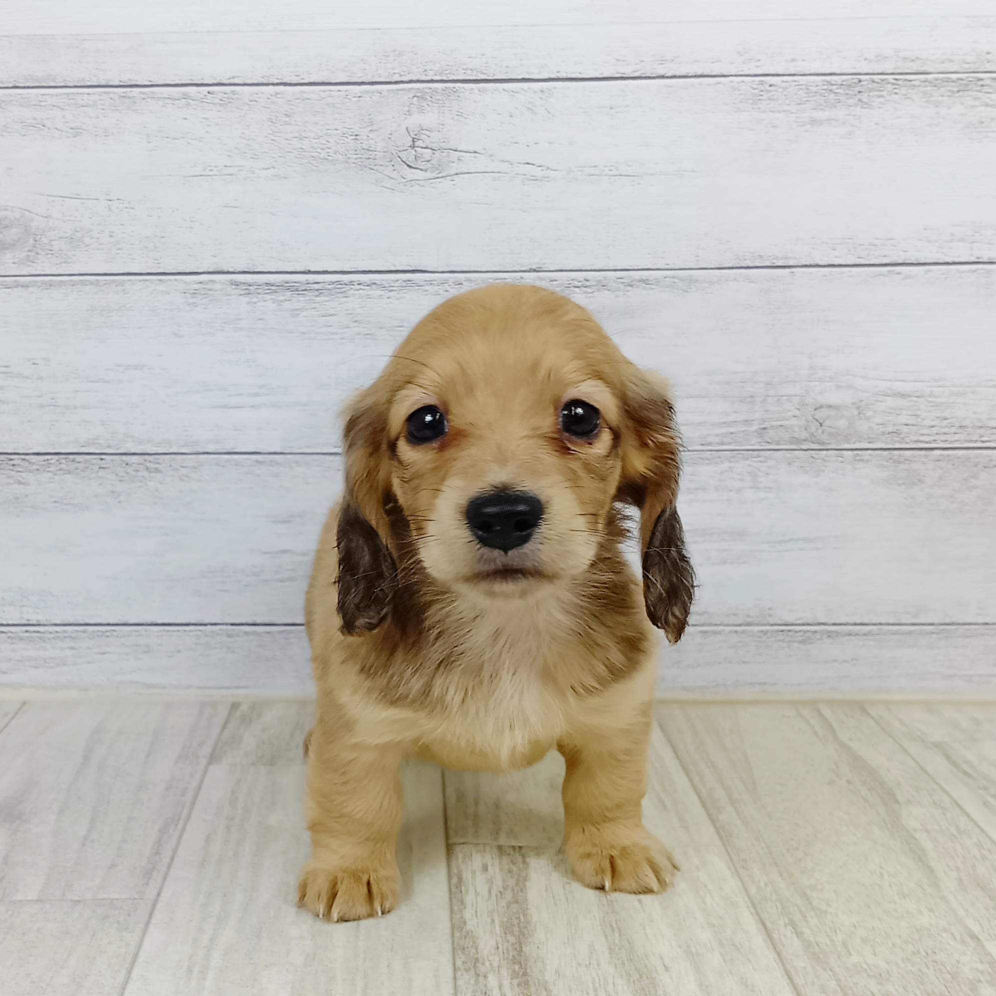 岡山県のミニチュアダックスフンド(ロング) (犬の家＆猫の里倉敷店/2025年9月12日生まれ/男の子/シェーデットイエロー)の子犬の2枚目の画像