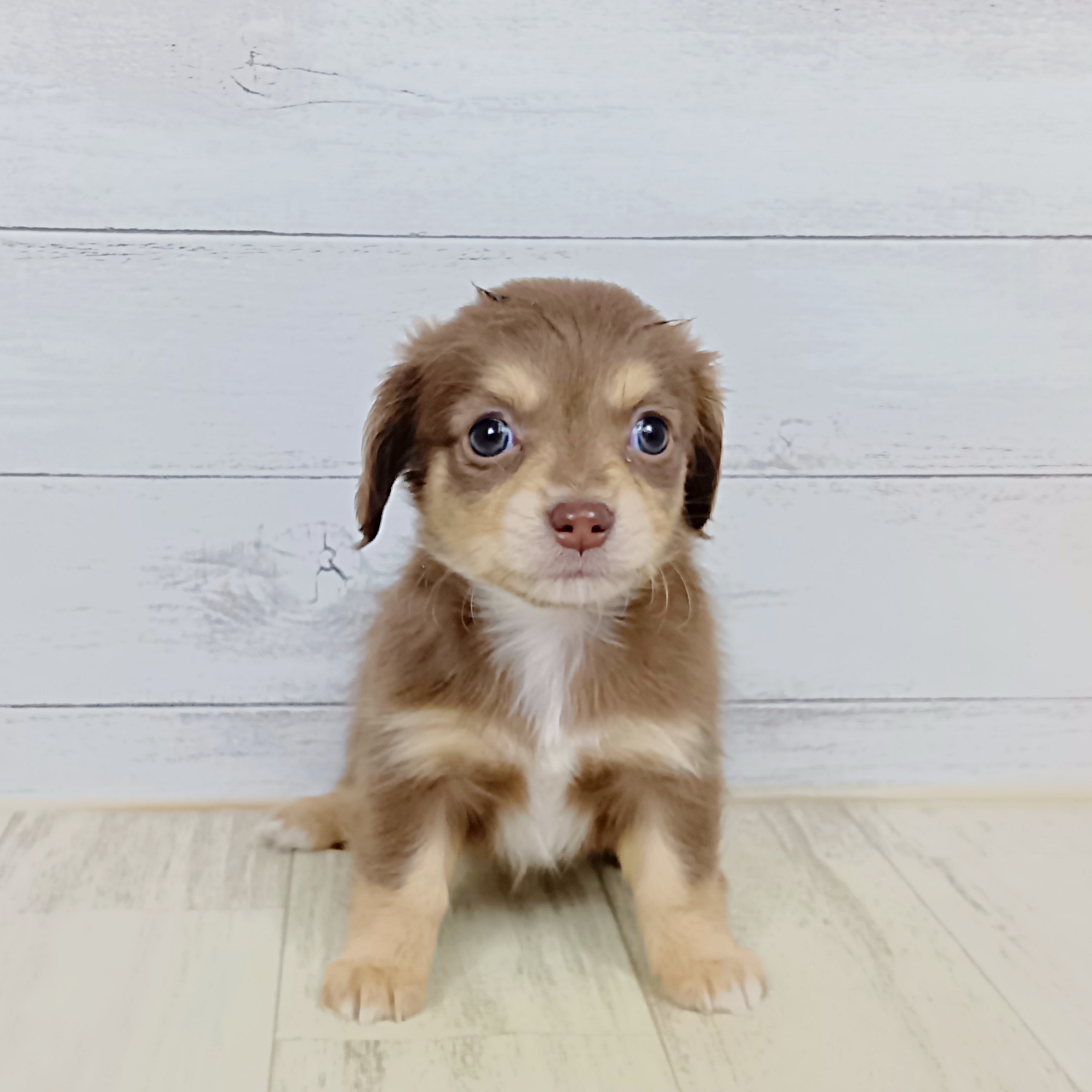 兵庫県のチワックス(チワワ×ダックス) (犬の家＆猫の里川西店/2025年9月12日生まれ/女の子/チョコレートクリーム)の子犬