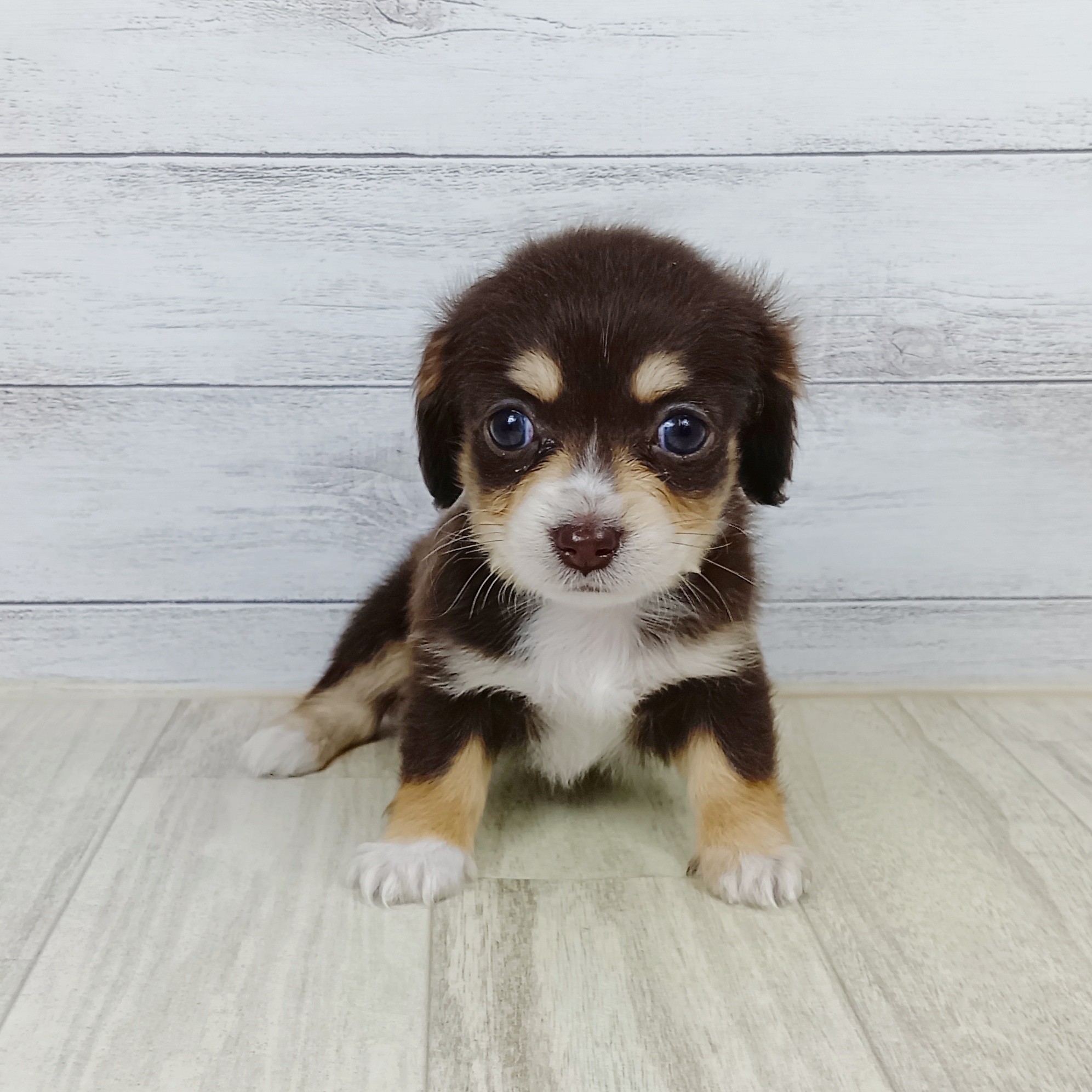 大阪府のチワックス(チワワ×ダックス) (犬の家＆猫の里もりのみやキューズモールBASE店/2025年9月12日生まれ/女の子/チョコレートクリーム)の子犬の4枚目の画像