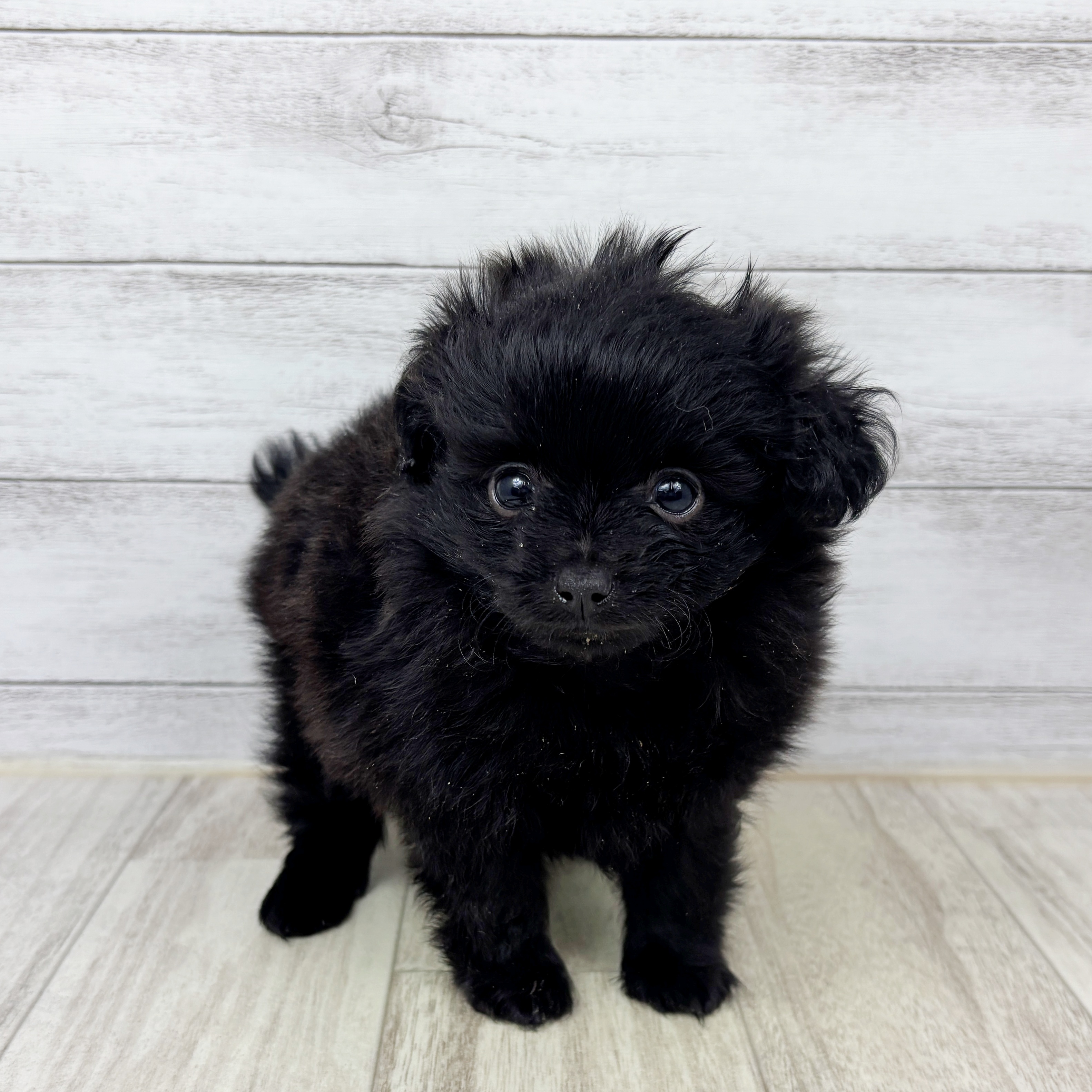 兵庫県のポメプー(ポメラニアン×プードル) (犬の家＆猫の里川西店/2025年9月14日生まれ/女の子/ブラック)の子犬