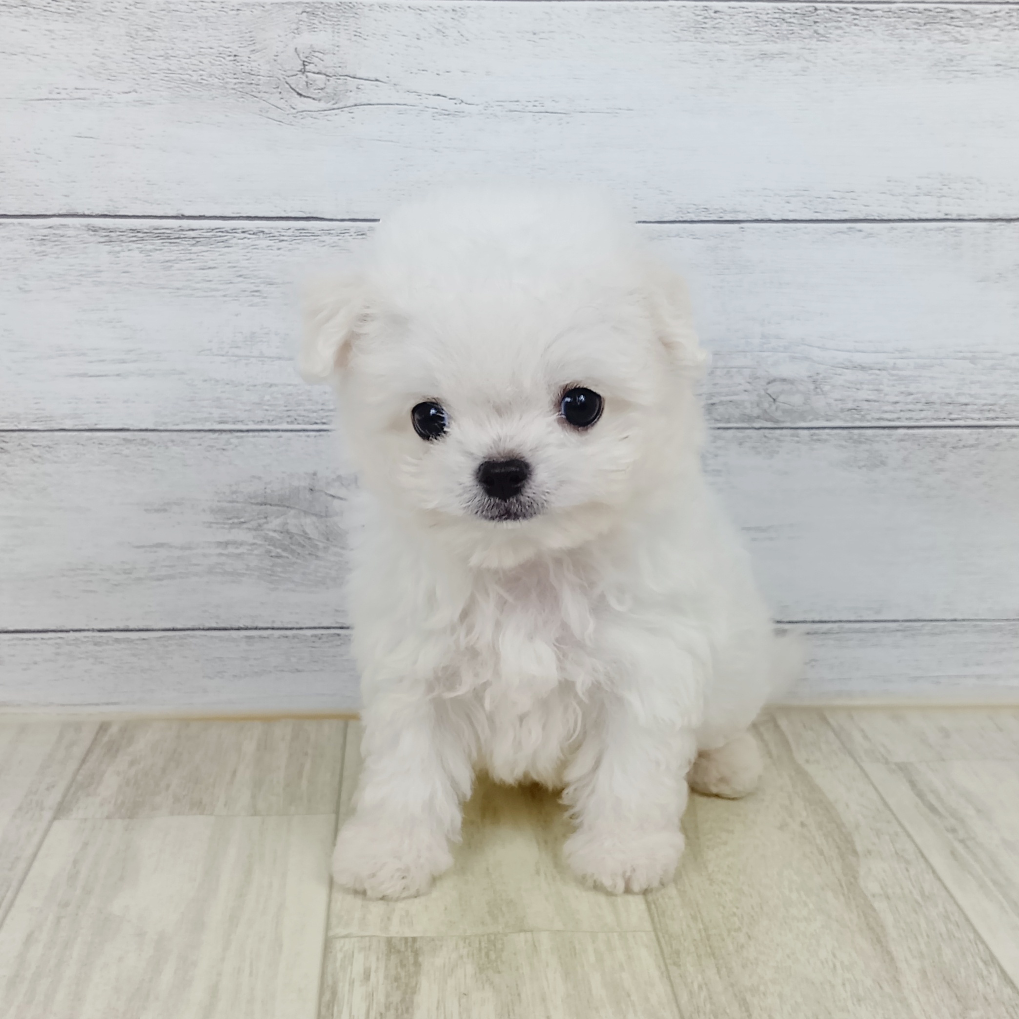 岡山県のチワマル/マルチワ(チワワ×マルチーズ) (犬の家＆猫の里倉敷店/2025年9月14日生まれ/女の子/ホワイト)の子犬の2枚目の画像