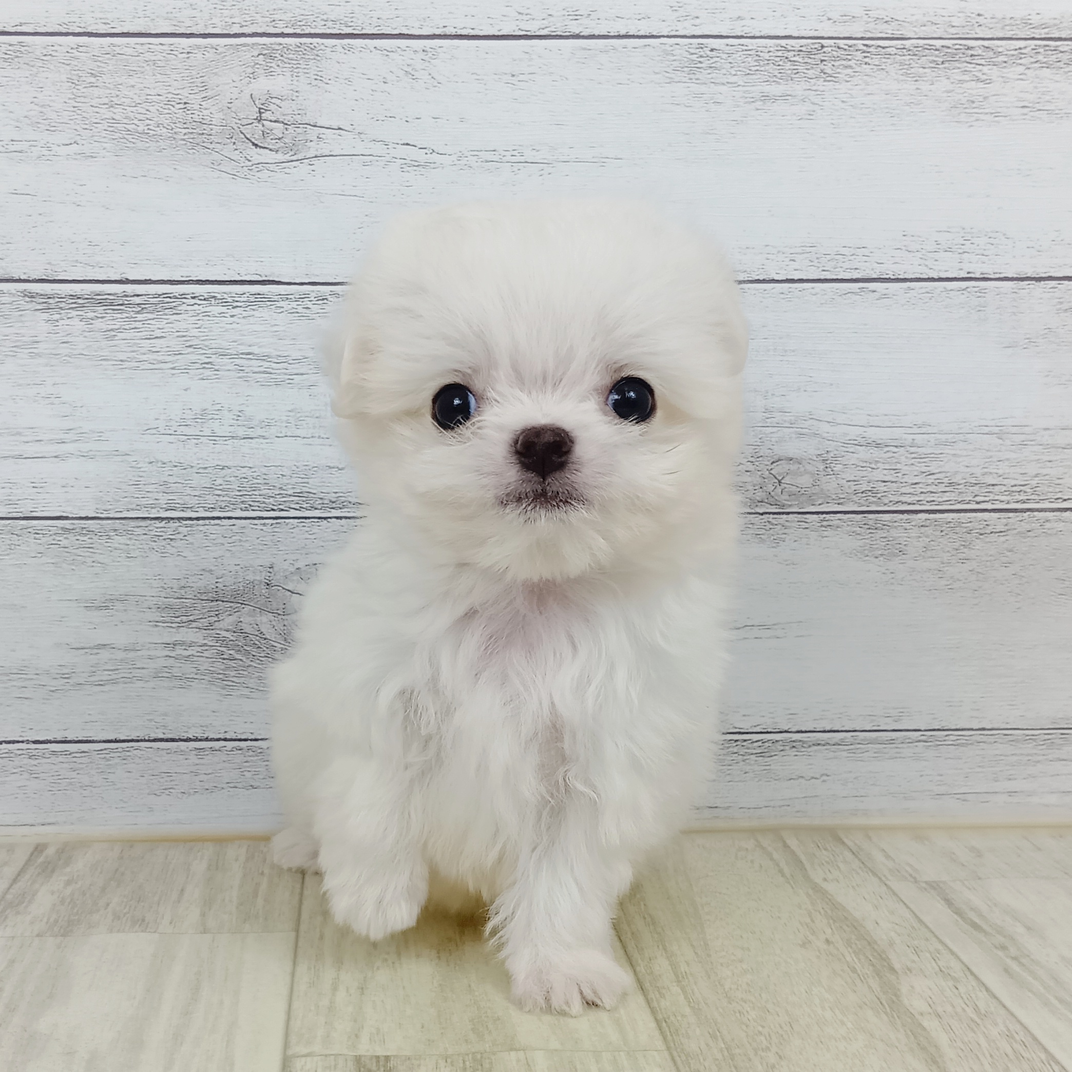 岡山県のチワマル/マルチワ(チワワ×マルチーズ) (犬の家＆猫の里倉敷中庄店/2025年9月14日生まれ/男の子/ホワイト)の子犬の2枚目の画像