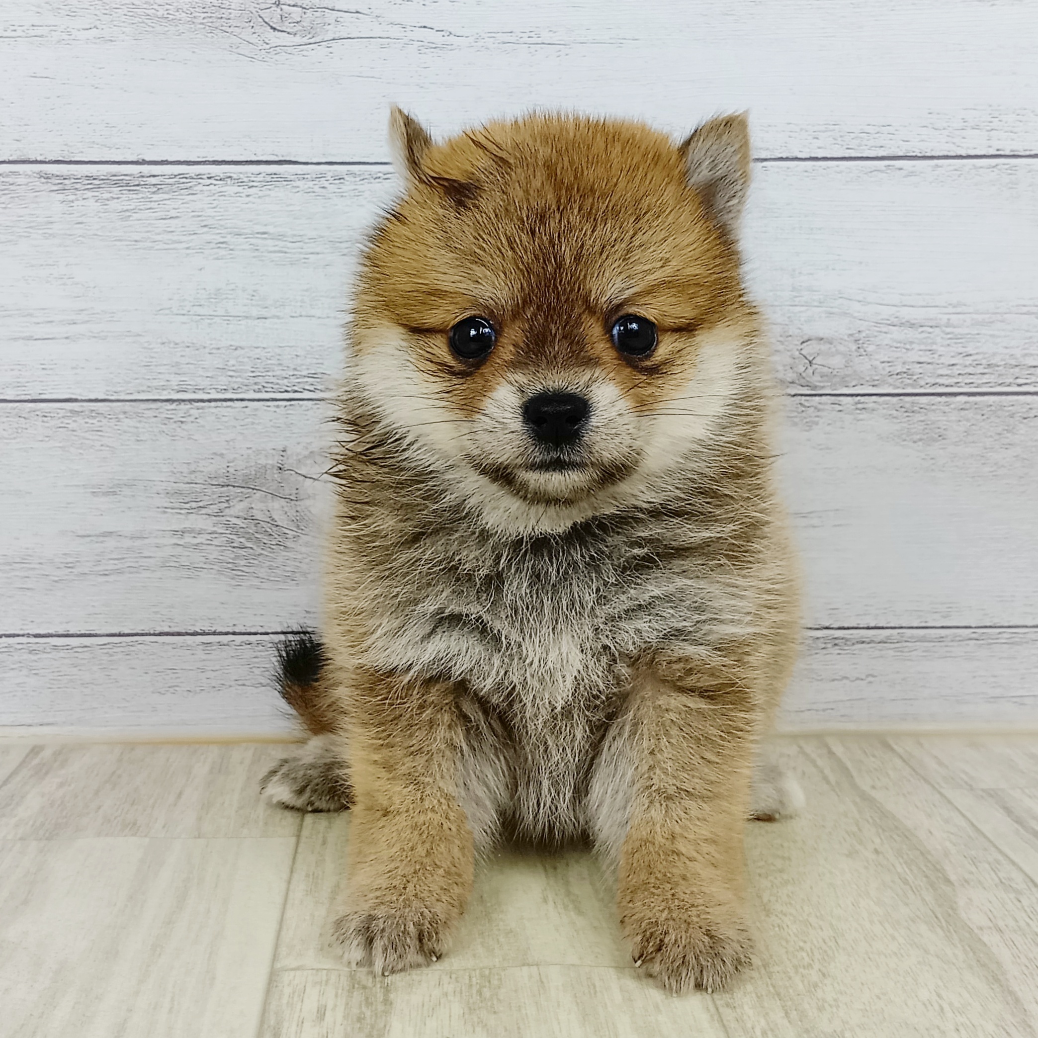 大阪府のポメ柴/豆ポメ/ポメ豆柴(ポメラニアン×柴犬) (犬の家＆猫の里もりのみやキューズモールBASE店/2025年9月14日生まれ/女の子/赤)の子犬の3枚目の画像