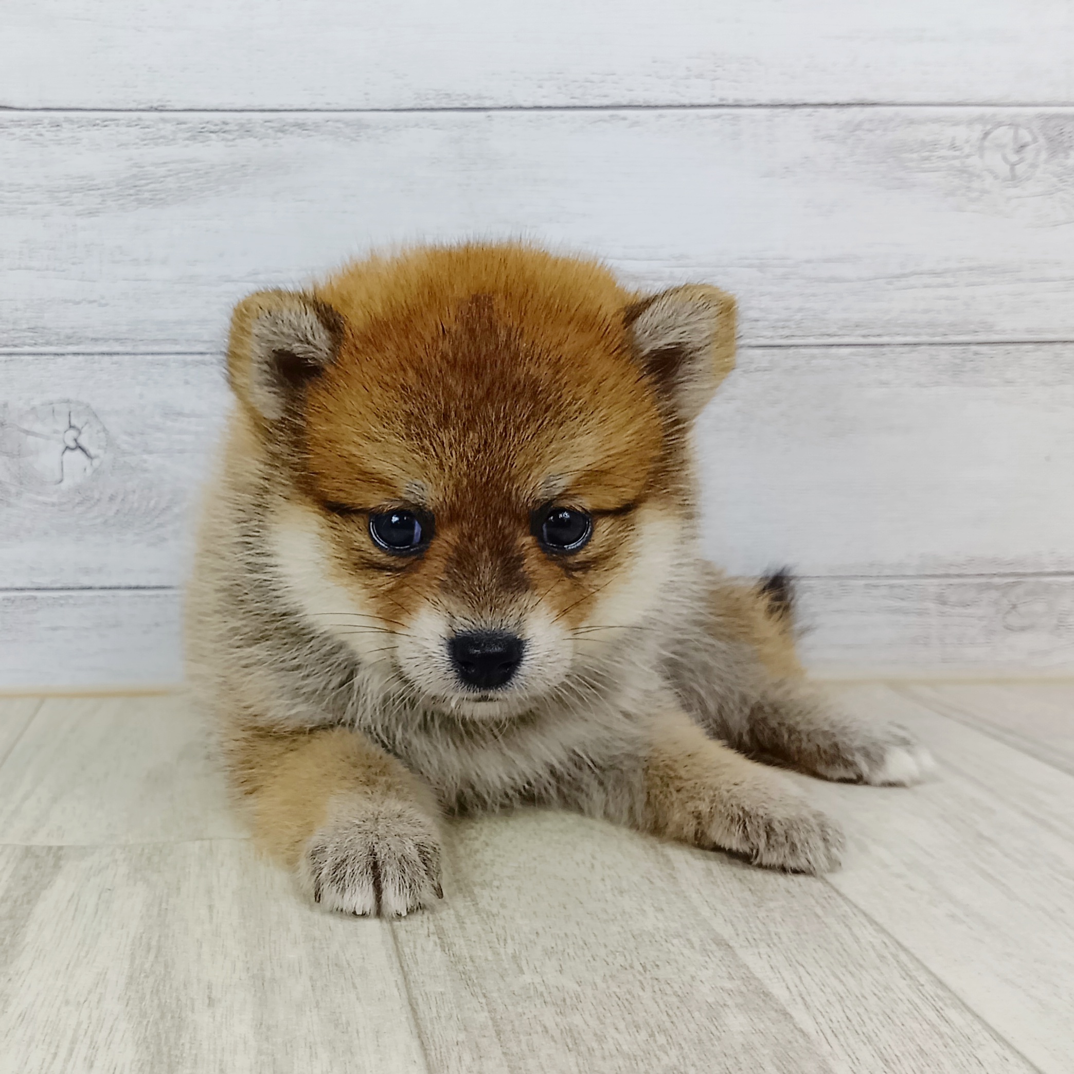 愛知県のポメ柴/豆ポメ/ポメ豆柴(ポメラニアン×柴犬) (犬の家＆猫の里春日井本店/2025年9月14日生まれ/女の子/赤)の子犬の2枚目の画像