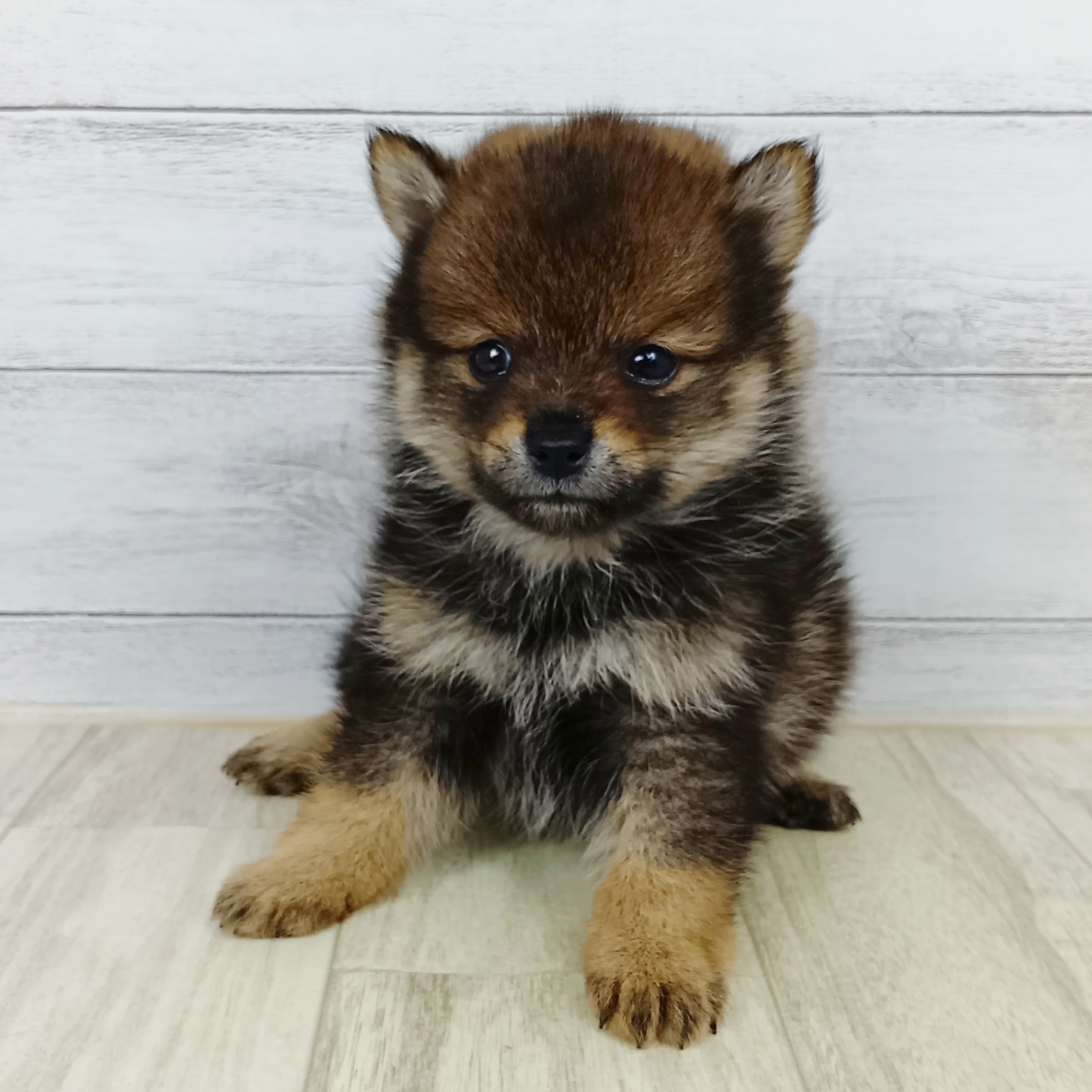 愛知県のポメ柴/豆ポメ/ポメ豆柴(ポメラニアン×柴犬) (犬の家＆猫の里豊田店/2025年9月14日生まれ/女の子/ウルフセーブル)の子犬の3枚目の画像