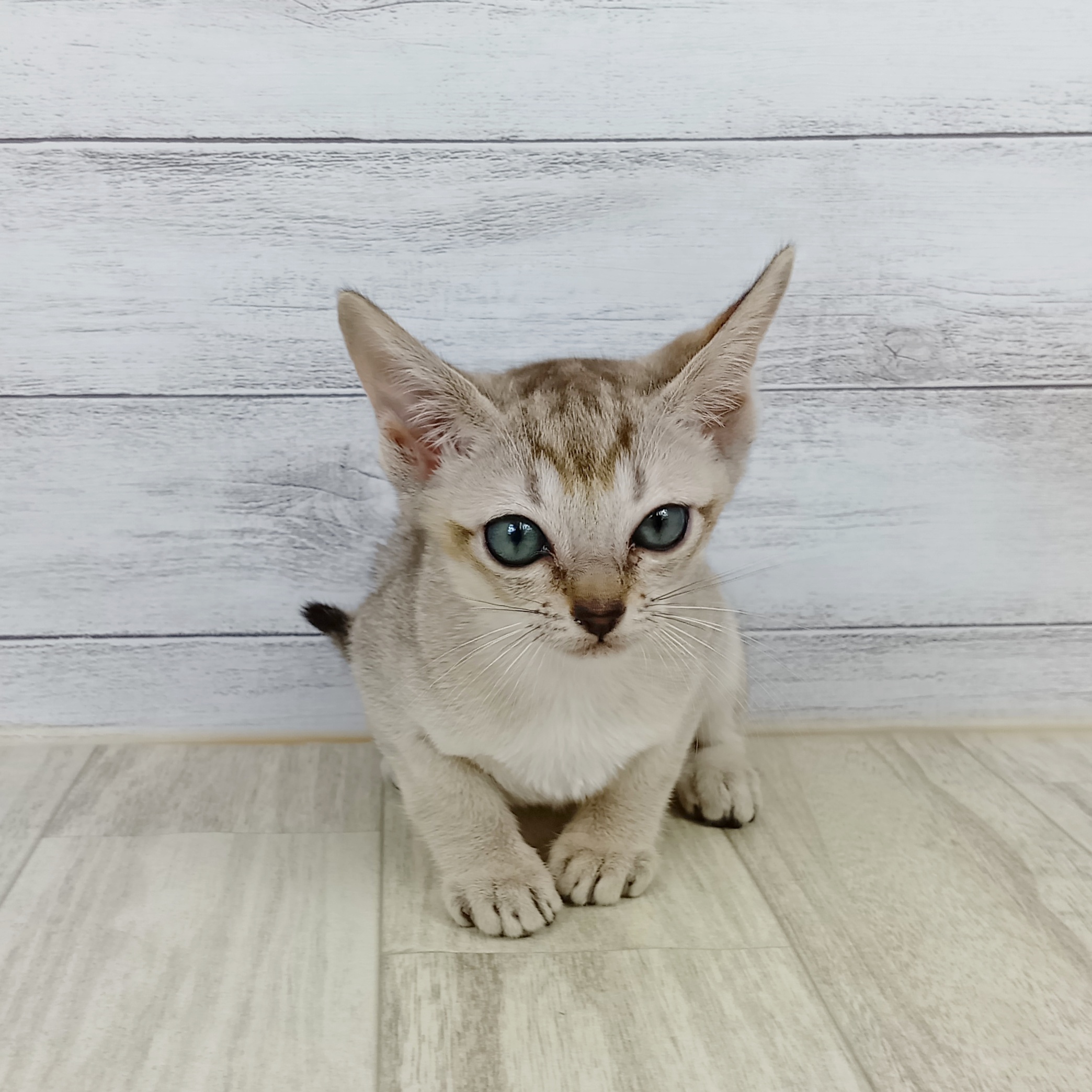 兵庫県のシンガプーラ (犬の家＆猫の里川西店/2025年9月8日生まれ/女の子/セピアアグーティ)の子猫の3枚目の画像