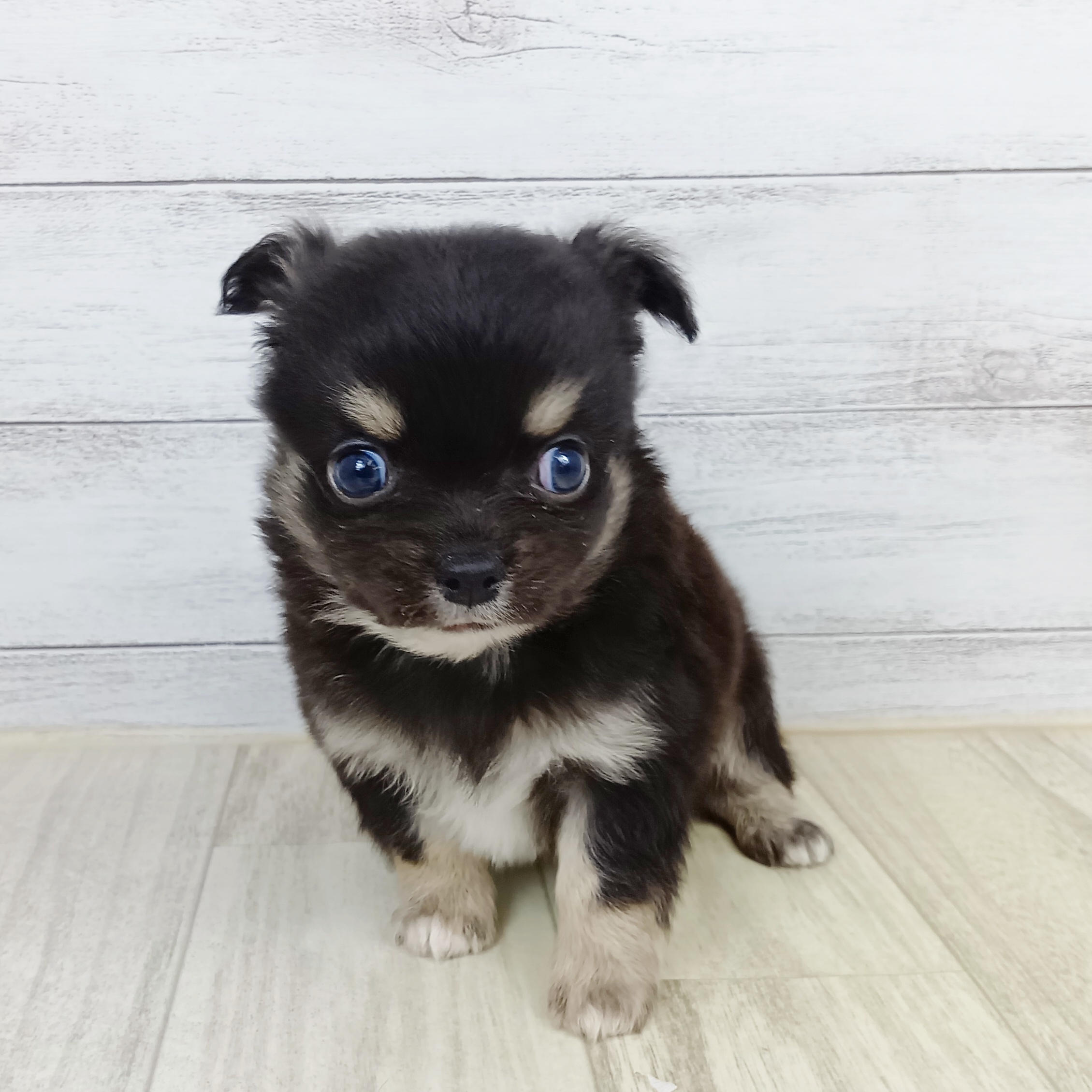 大阪府のチワワ(ロング) (犬の家＆猫の里吹田店/2025年9月12日生まれ/男の子/ブラックタン)の子犬の2枚目の画像