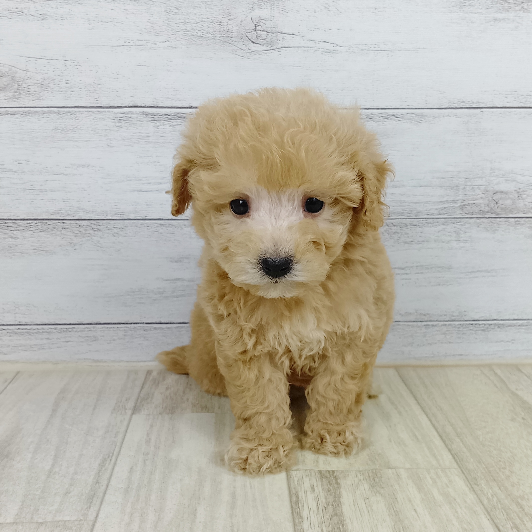 富山県のビションプー(ビションフリーゼ×プードル) (犬の家＆猫の里富山店/2025年9月6日生まれ/男の子/クリーム)の子犬