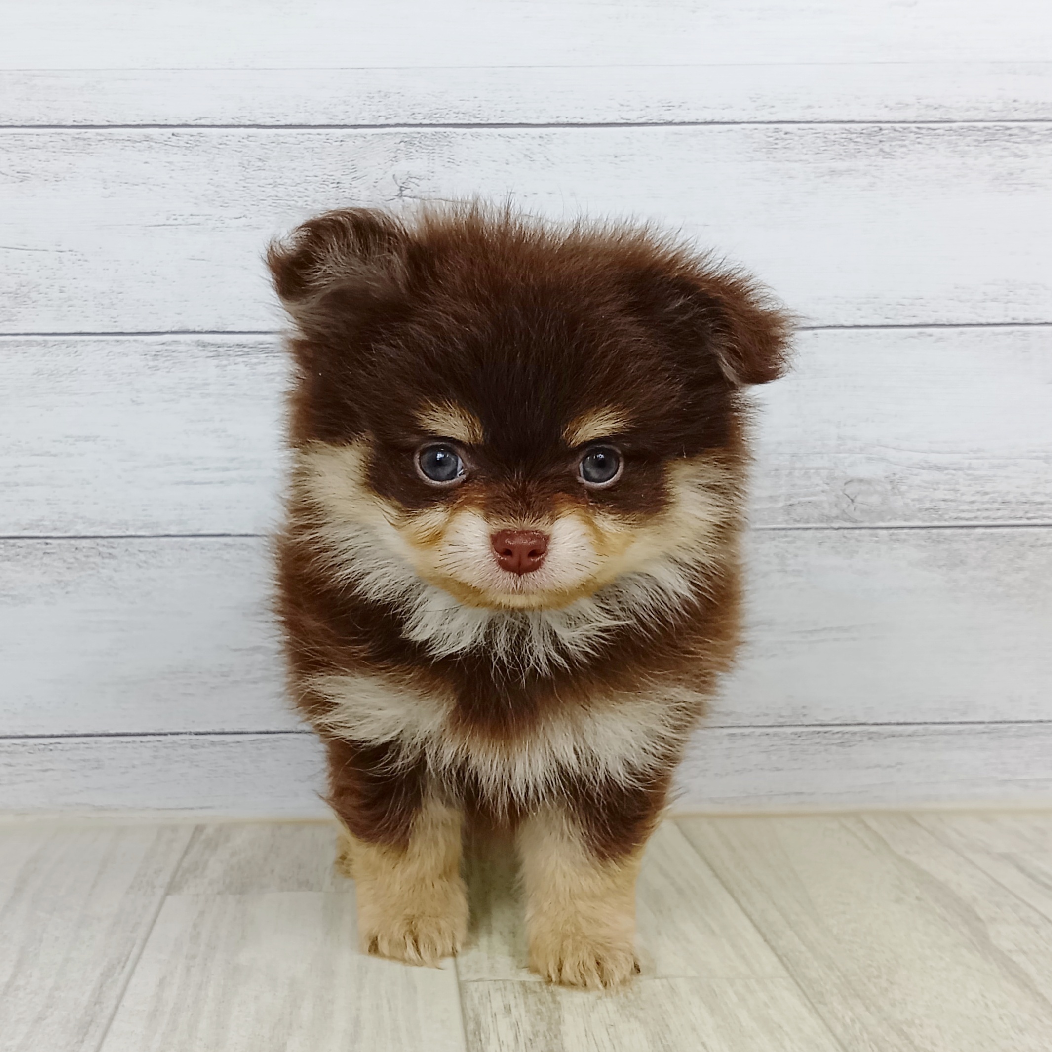 兵庫県のポメチワ/チワポメ/ポメチー(ポメラニアン×チワワ) (犬の家＆猫の里川西店/2025年9月14日生まれ/男の子/チョコレートタン)の子犬