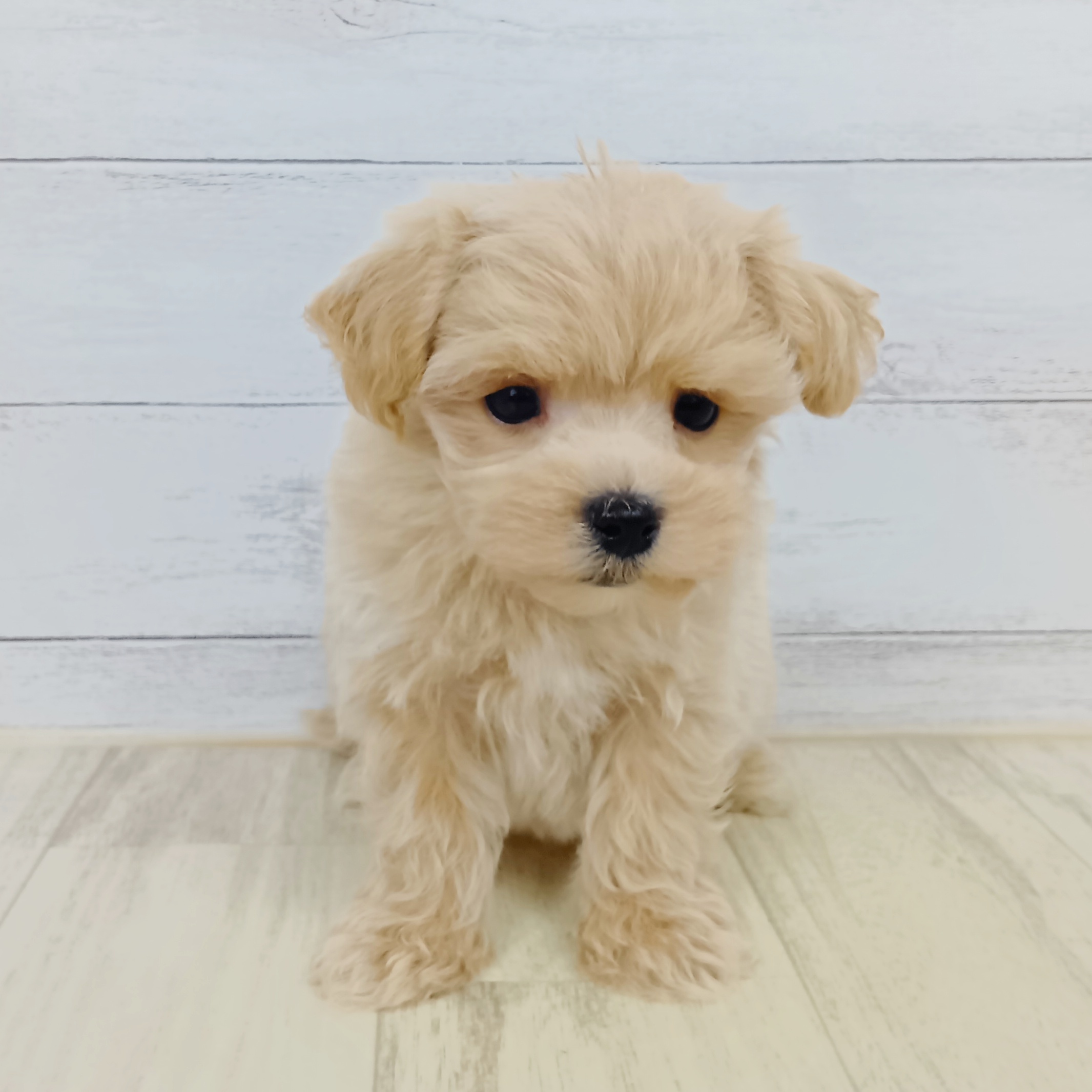 兵庫県のマルプー(マルチーズ×プードル) (犬の家＆猫の里カナート西神戸店/2025年9月12日生まれ/男の子/クリーム)の子犬の2枚目の画像