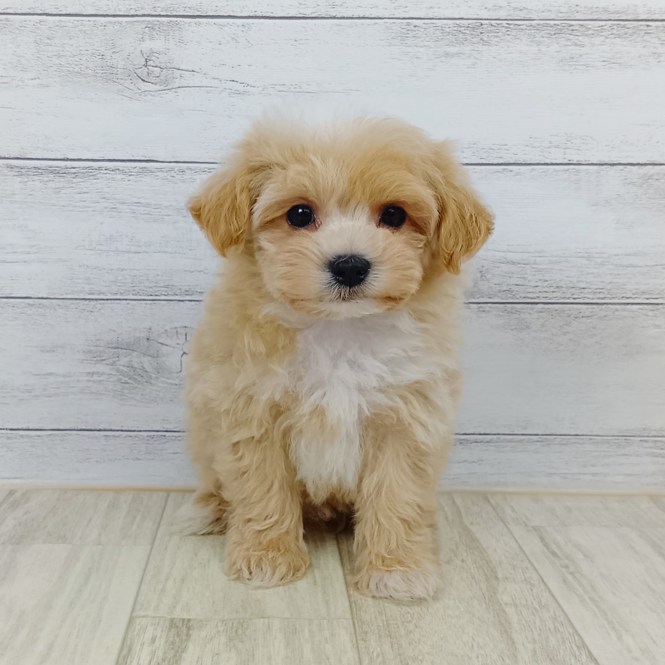 兵庫県のマルプー(マルチーズ×プードル) (犬の家＆猫の里川西店/2025年9月12日生まれ/男の子/クリーム)の子犬