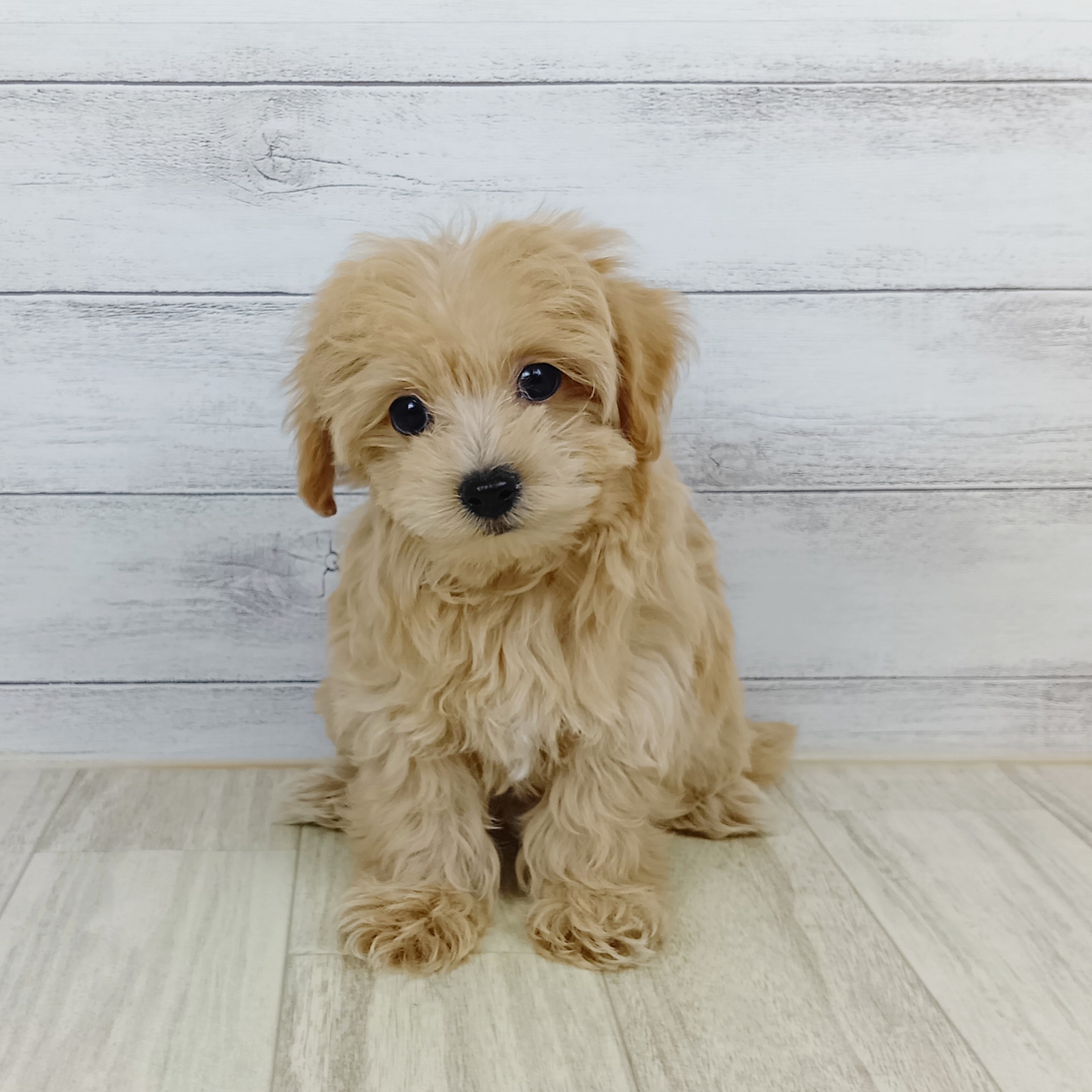 岡山県のマルプー(マルチーズ×プードル) (犬の家＆猫の里岡山店/2025年9月8日生まれ/女の子/クリーム)の子犬の3枚目の画像