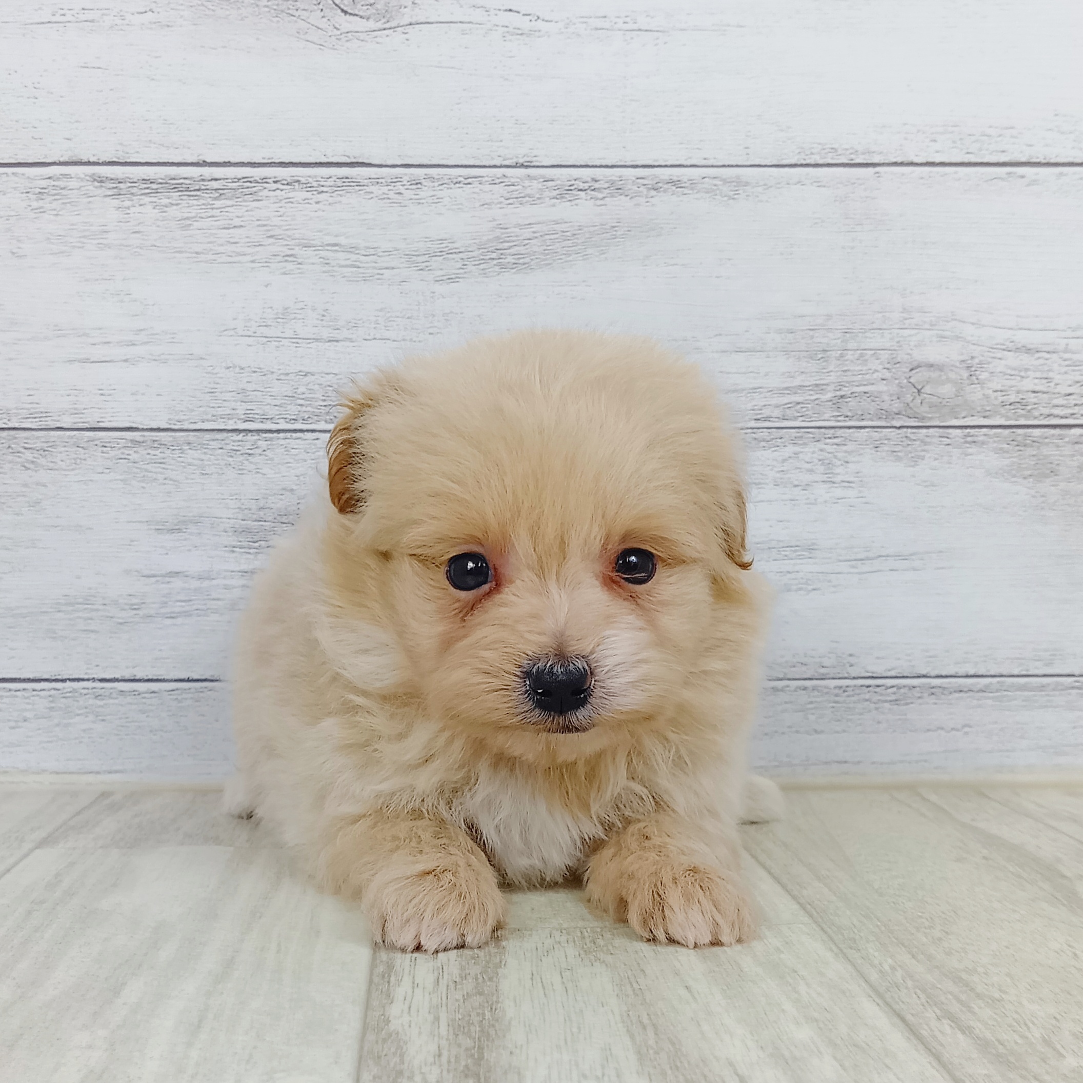 兵庫県のポメプー(ポメラニアン×プードル) (犬の家＆猫の里川西店/2025年9月8日生まれ/男の子/クリーム)の子犬