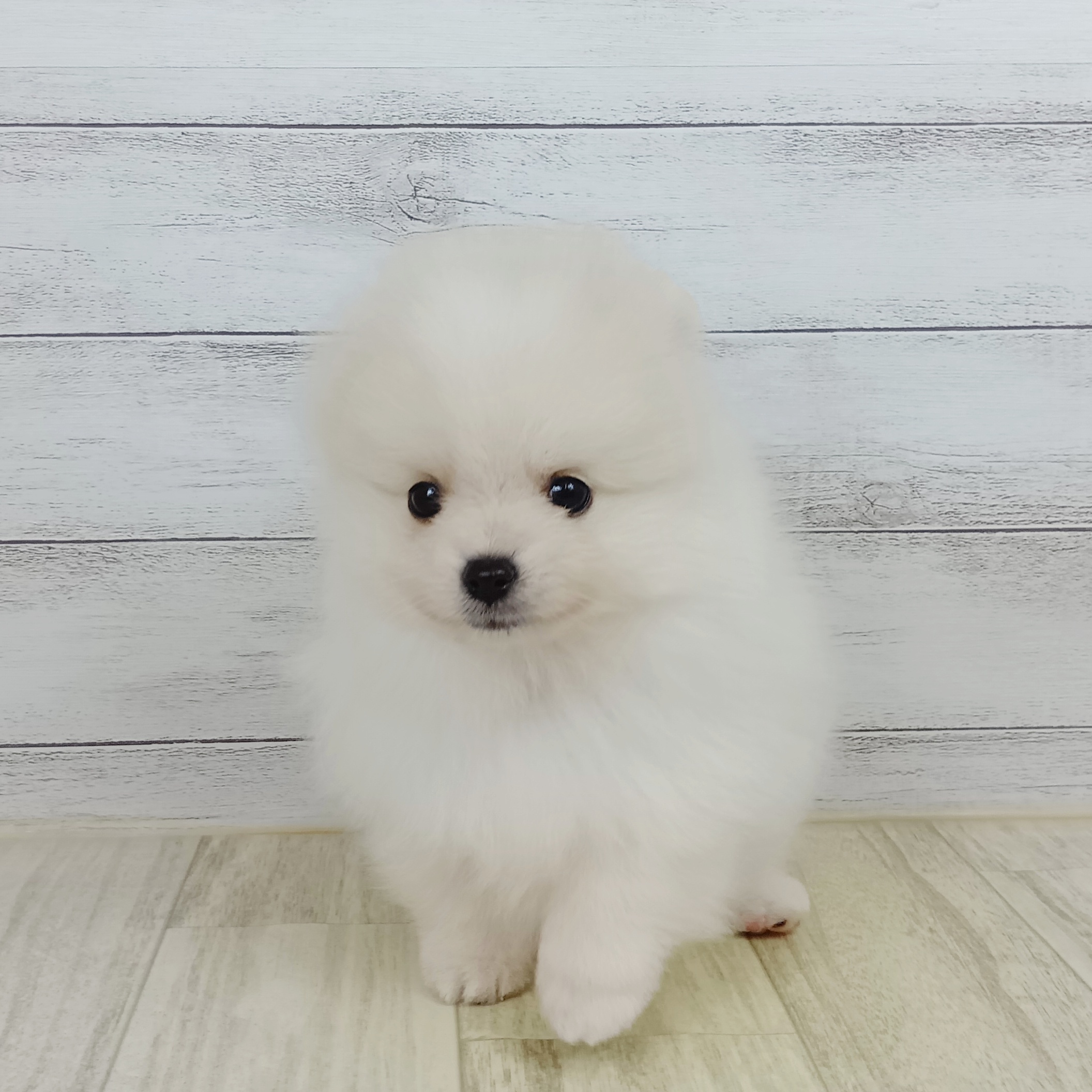 愛知県のポメラニアン (犬の家＆猫の里アミーゴ神の倉店/2025年9月13日生まれ/男の子/クリーム)の子犬の4枚目の画像