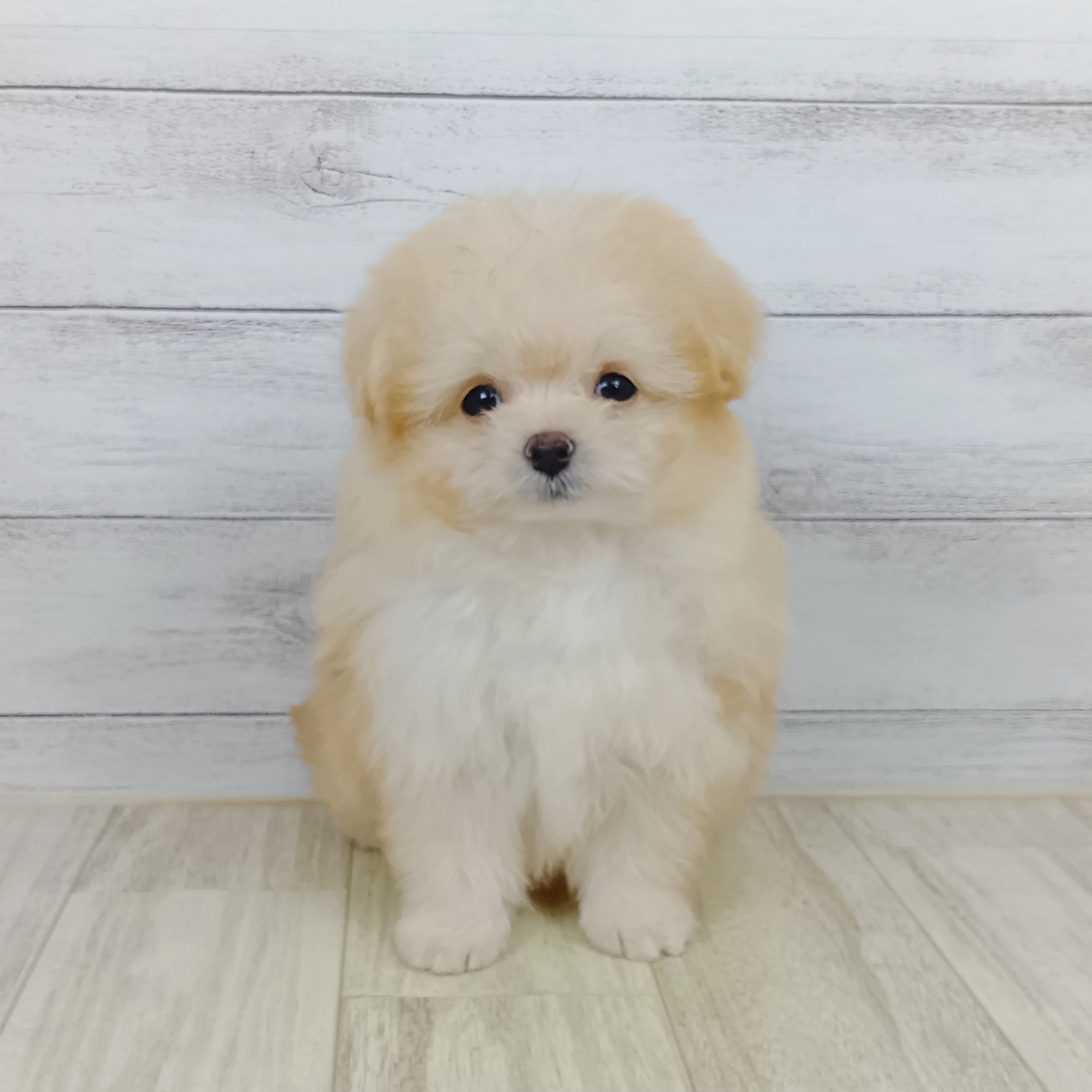 兵庫県のポメプー(ポメラニアン×プードル) (犬の家＆猫の里川西店/2025年9月11日生まれ/男の子/オレンジフォーン)の子犬