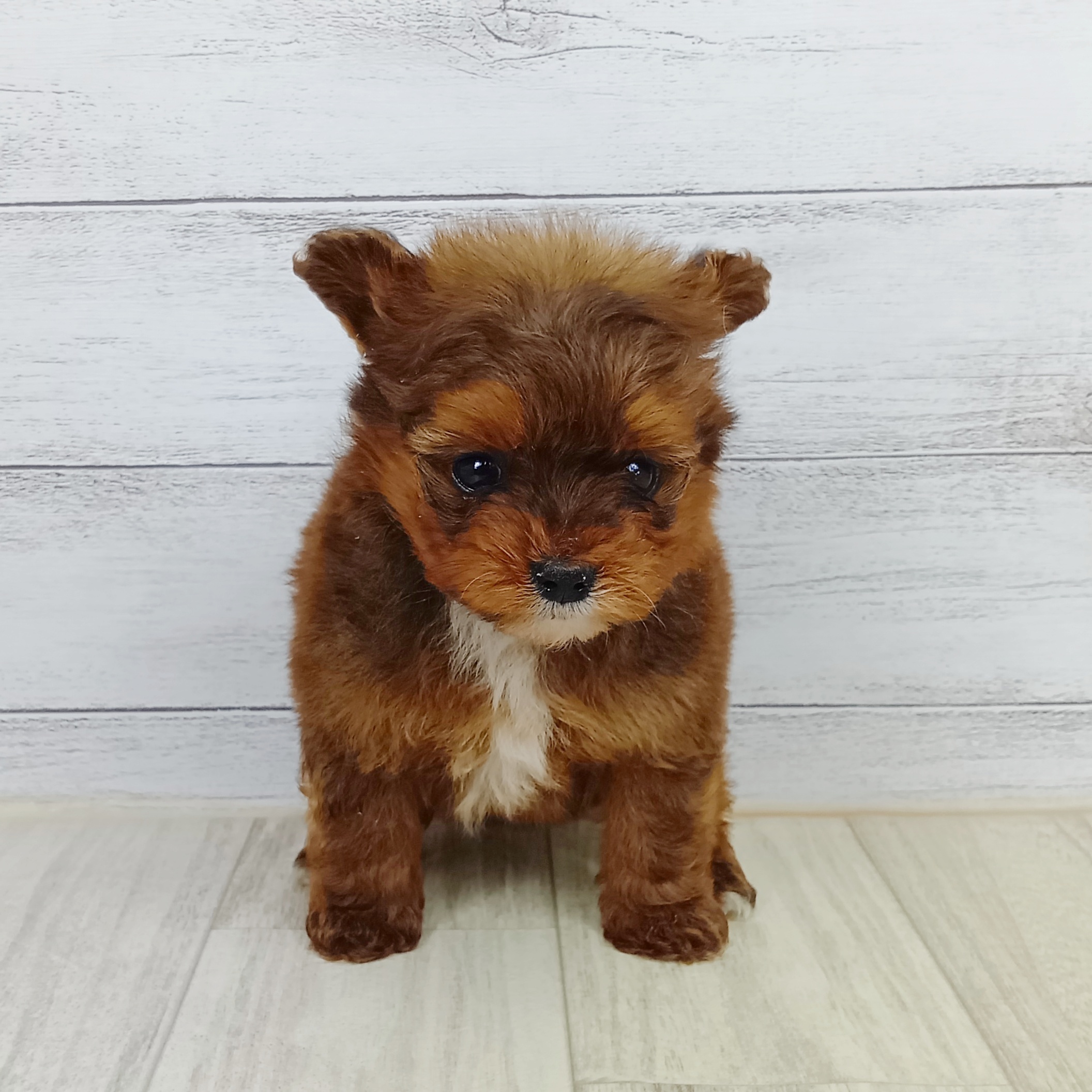 兵庫県のポメプー(ポメラニアン×プードル) (犬の家＆猫の里川西店/2025年9月12日生まれ/女の子/オレンジ)の子犬