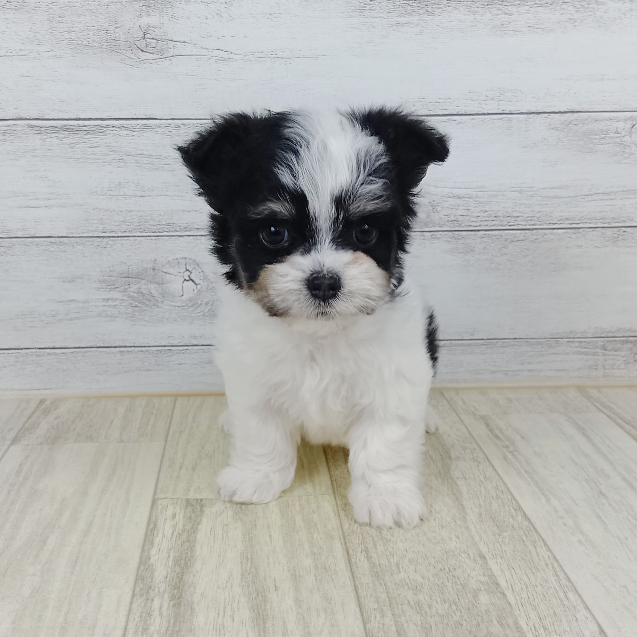 岡山県のチワマル/マルチワ(チワワ×マルチーズ) (犬の家＆猫の里倉敷店/2025年9月11日生まれ/男の子/ホワイトブラック)の子犬の2枚目の画像