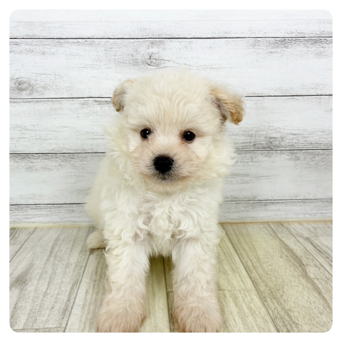 岡山県のポメビション(ポメラニアン×ビションフリーゼ) (犬の家＆猫の里倉敷中庄店/2025年9月13日生まれ/男の子/クリーム)の子犬の2枚目の画像