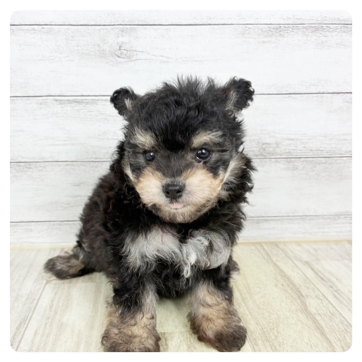 兵庫県のポメビション(ポメラニアン×ビションフリーゼ) (犬の家＆猫の里川西店/2025年9月13日生まれ/女の子/ブラックタン)の子犬