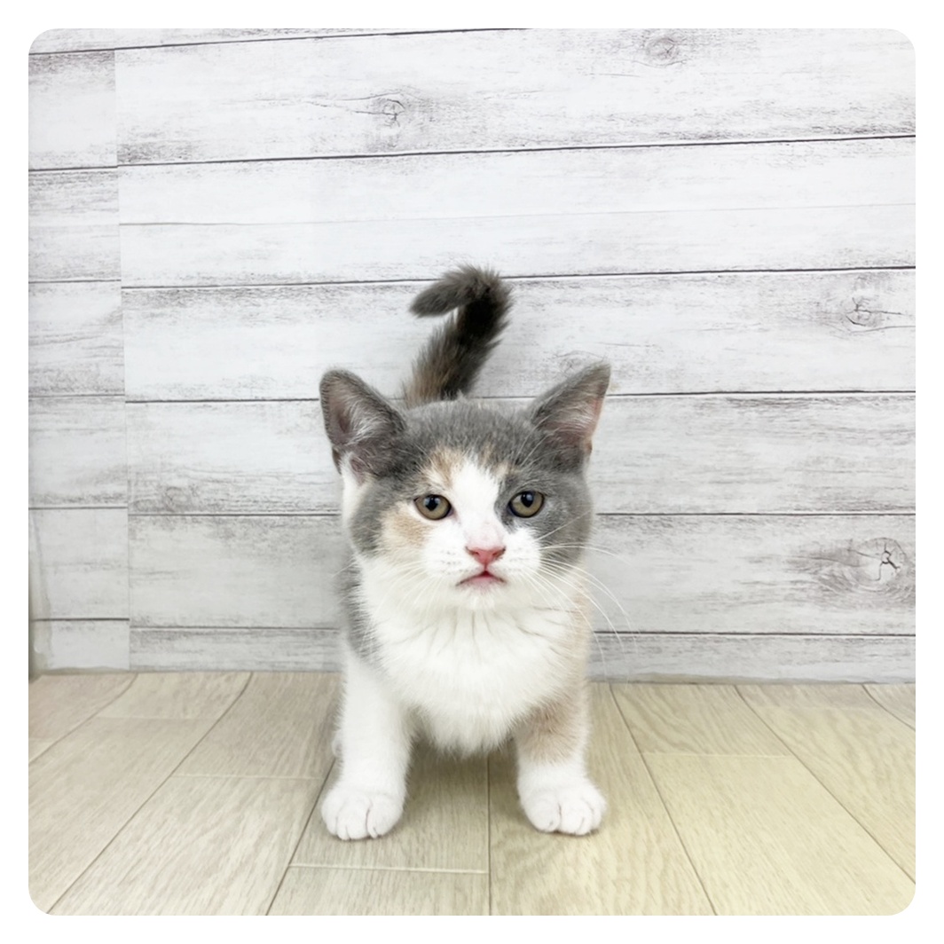 静岡県のブリティッシュショートヘアー (犬の家＆猫の里プレ葉ウォーク浜北店/2025年9月10日生まれ/女の子/ダイリュートキャリコ)の子猫