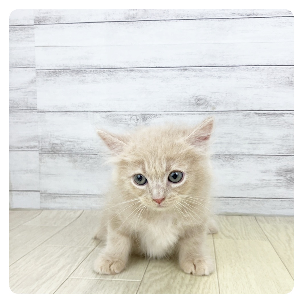 愛知県のサイベリアン (犬の家＆猫の里七宝店/2025年9月11日生まれ/男の子/クリームタビー)の子猫の2枚目の画像