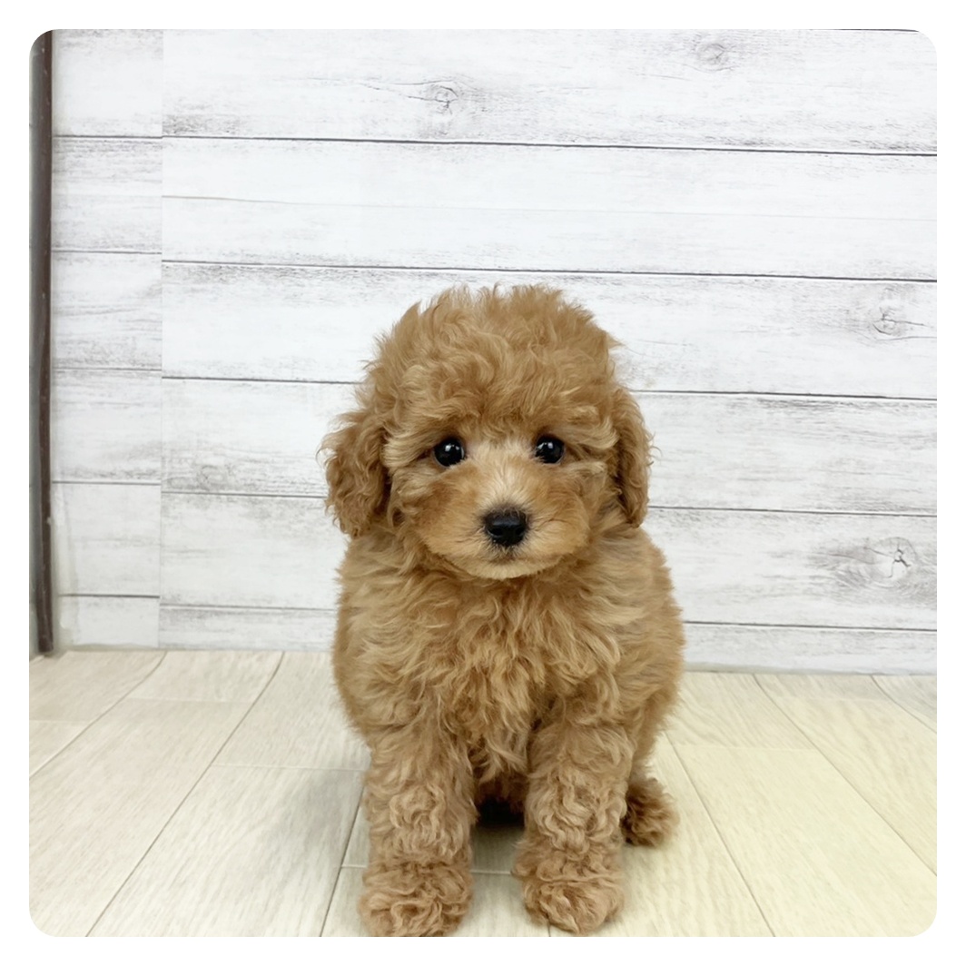 愛知県のトイプードル(トイ) (犬の家＆猫の里アミーゴ神の倉店/2025年9月14日生まれ/男の子/レッド)の子犬の4枚目の画像