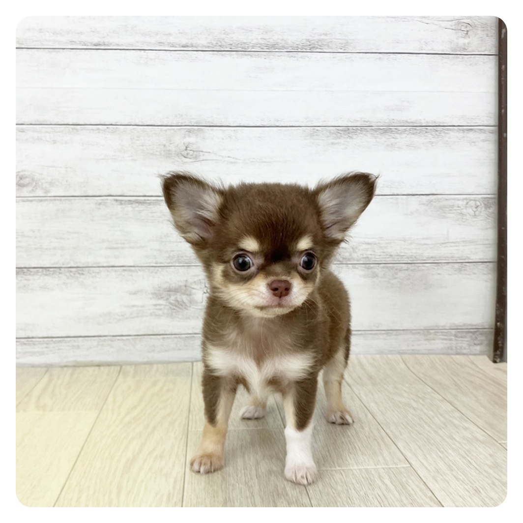 岐阜県のチワワ(ロング) (犬の家＆猫の里岐南店/2025年9月9日生まれ/女の子/チョコレートクリームホワイト)の子犬の2枚目の画像