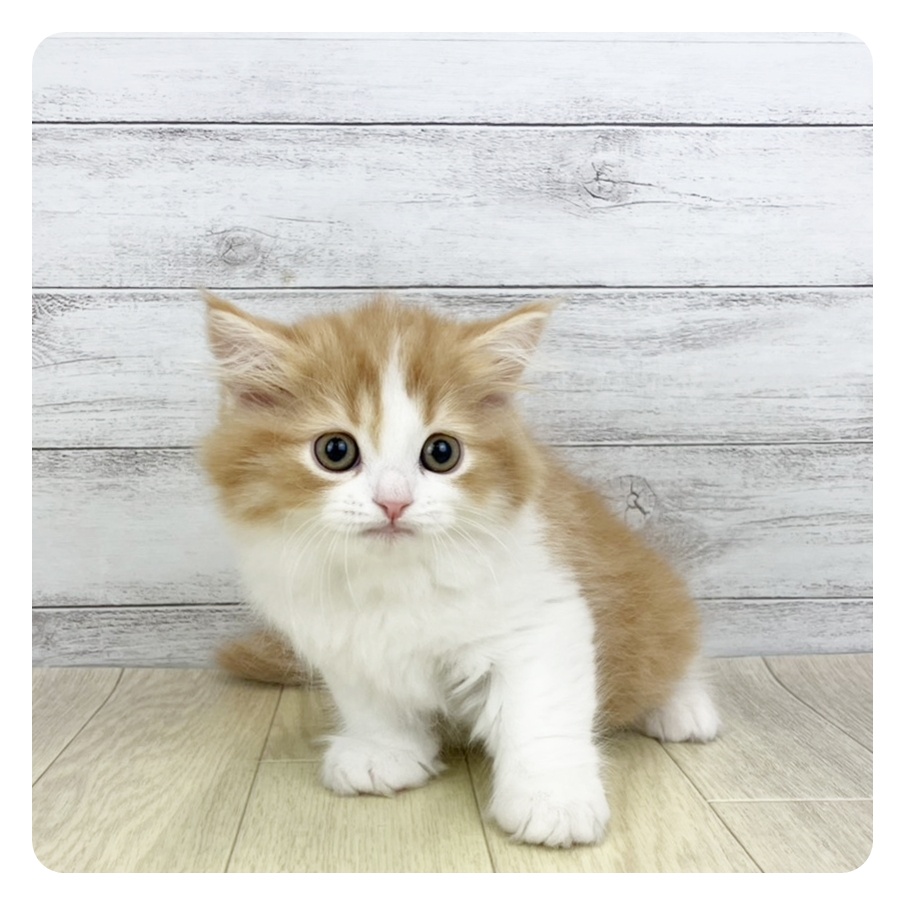 静岡県のスコティッシュストレート (犬の家＆猫の里マークイズ静岡店/2025年9月13日生まれ/男の子/レッドタビーホワイト)の子猫