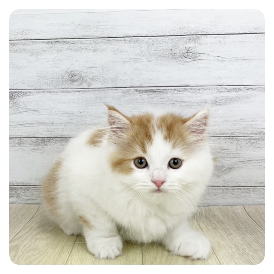 富山県のスコティッシュストレート (犬の家＆猫の里アミーゴ高岡蓮花寺店/2025年9月13日生まれ/男の子/レッドタビーホワイト)の子猫