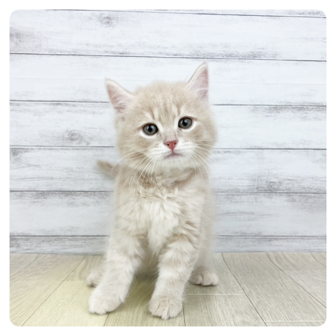 愛知県のマンチカン (犬の家＆猫の里アミーゴ神の倉店/2025年9月12日生まれ/男の子/クリームタビー)の子猫の2枚目の画像