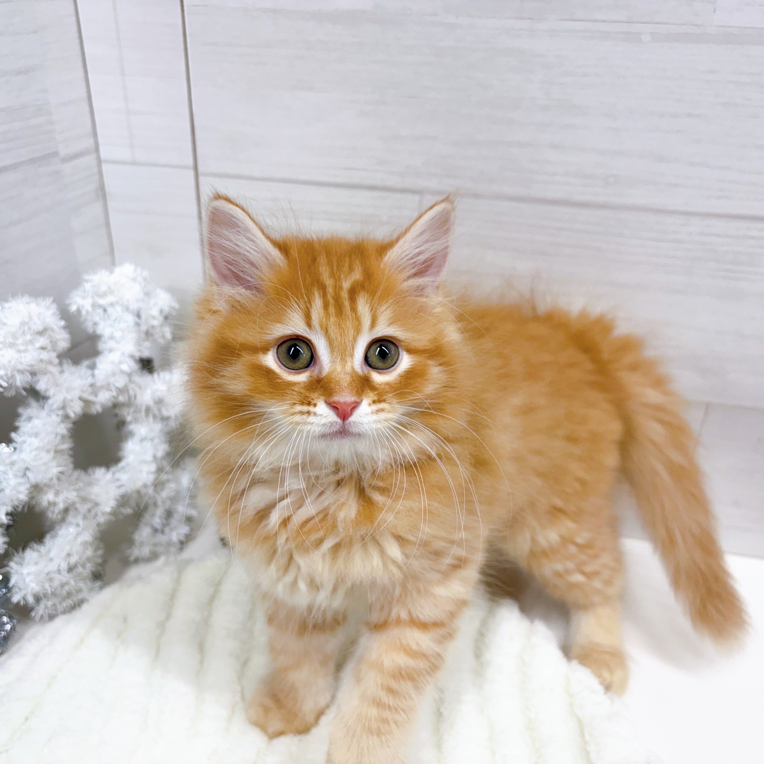 石川県のマンチカン (犬の家＆猫の里アミーゴ金沢おこばた店/2025年9月12日生まれ/男の子/レッドタビー)の子猫の1枚目の画像