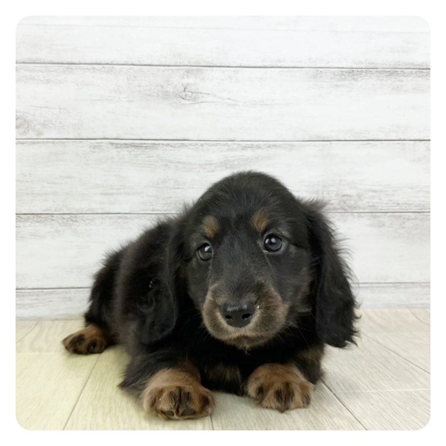 愛知県のミニチュアダックスフンド(ロング) (犬の家＆猫の里春日井本店/2025年9月9日生まれ/男の子/ブラックタン)の子犬の2枚目の画像