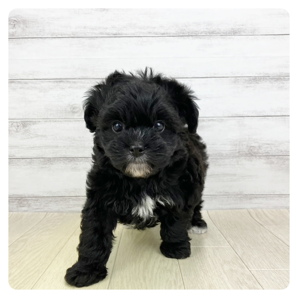 愛知県のチワプー/プーチー(チワワ×プードル) (犬の家＆猫の里アミーゴ神の倉店/2025年9月10日生まれ/女の子/ブラックホワイト)の子犬