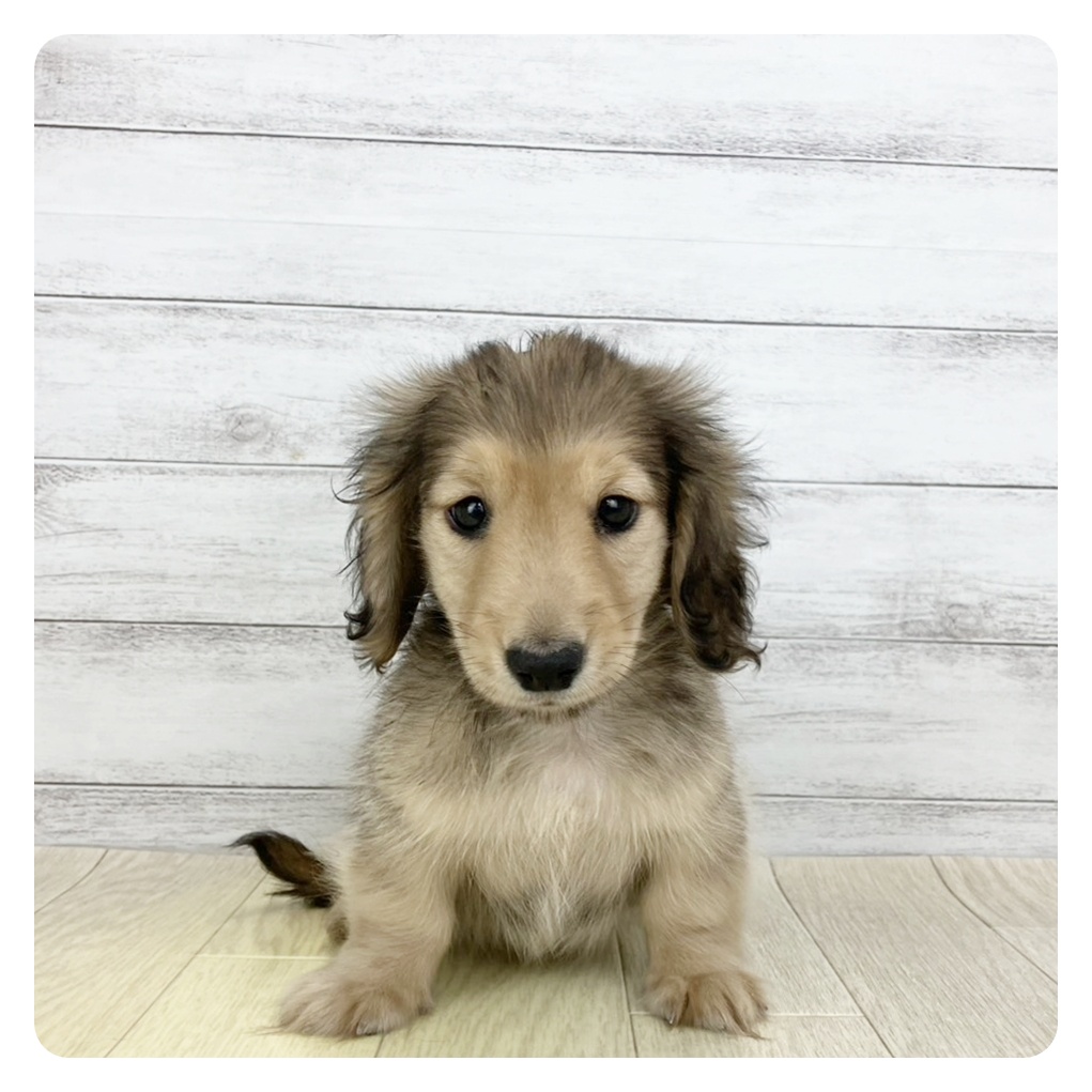 愛知県のカニンヘンダックスフンド(ロング) (犬の家＆猫の里碧南店/2025年9月14日生まれ/男の子/シェーデットイエロー)の子犬の4枚目の画像