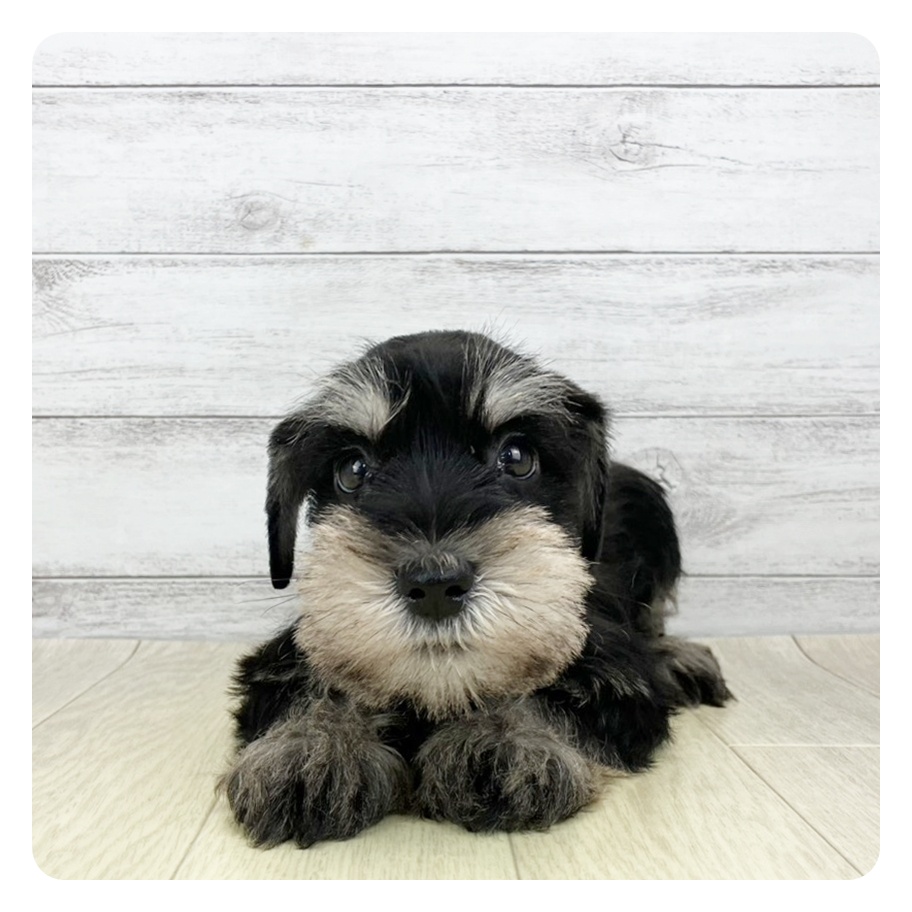 石川県のミニチュアシュナウザー (犬の家＆猫の里アミーゴ金沢有松店/2025年9月13日生まれ/男の子/ブラックシルバー)の子犬の2枚目の画像