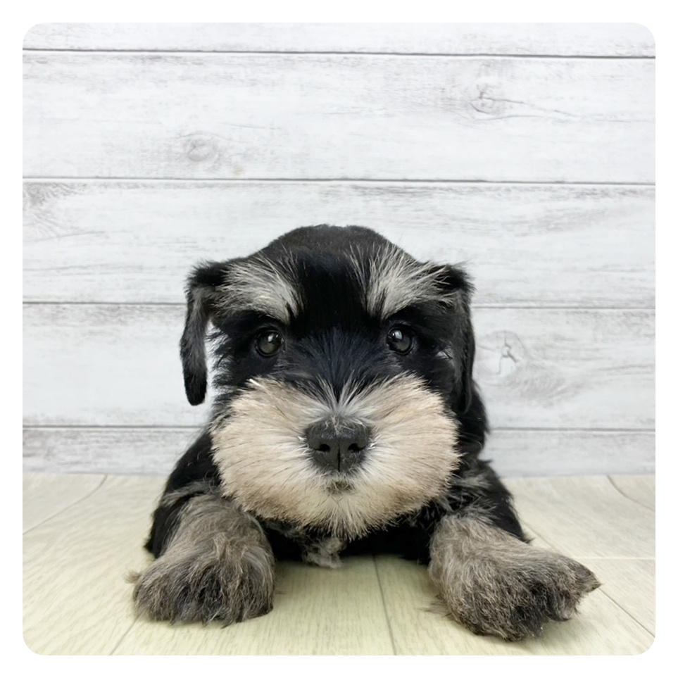 岐阜県のミニチュアシュナウザー (犬の家＆猫の里カラフルタウン岐阜店/2025年9月13日生まれ/女の子/ブラックシルバー)の子犬の2枚目の画像