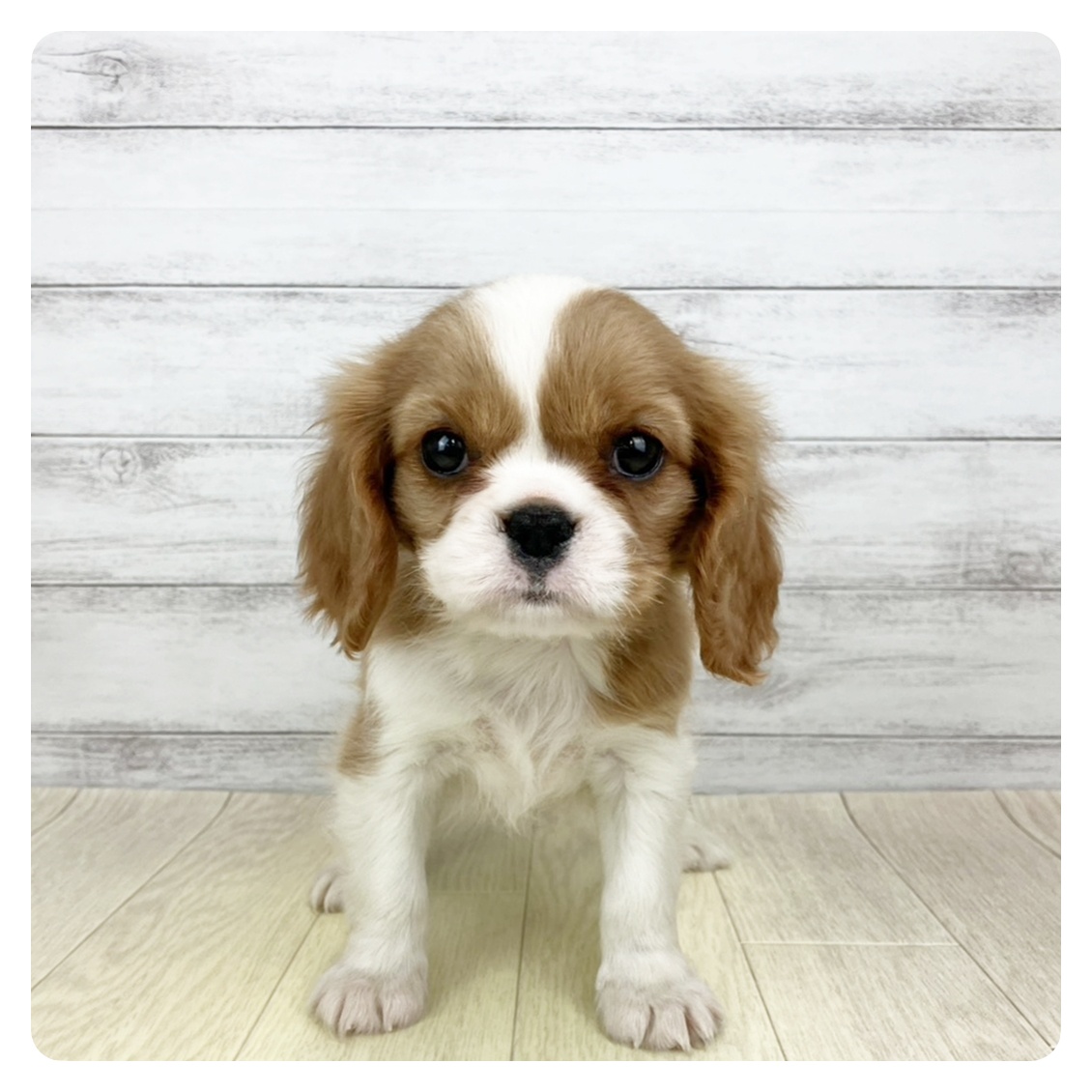 富山県のキャバリアキングチャールズスパニエル (犬の家＆猫の里アミーゴ山室店/2025年9月12日生まれ/女の子/ブレンハイム)の子犬