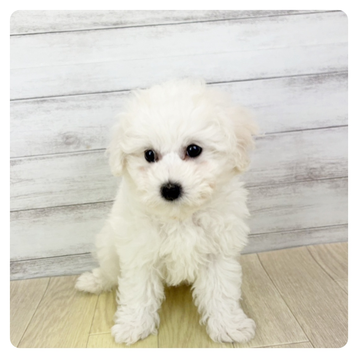 愛知県のビションフリーゼ (犬の家＆猫の里名古屋天白店/2025年9月7日生まれ/男の子/ホワイト)の子犬の2枚目の画像