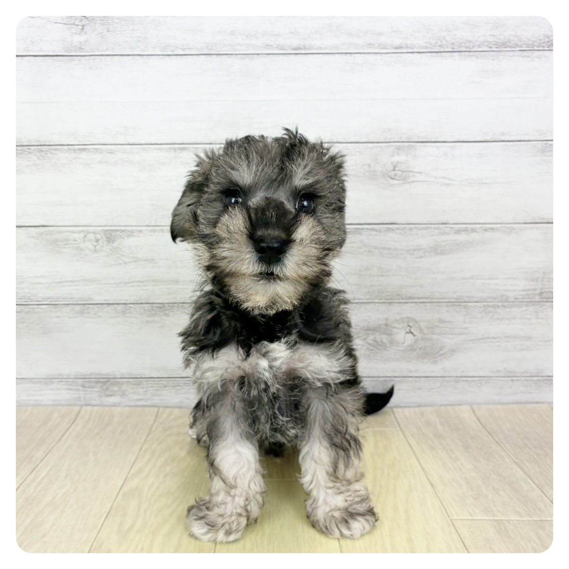 石川県のハーフ犬・ミックス犬 (犬の家＆猫の里金沢店/2025年9月15日生まれ/男の子/ソルトペッパー)の子犬