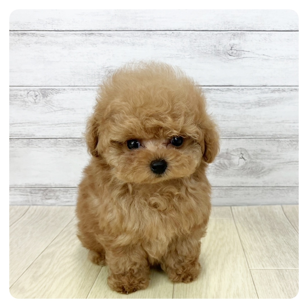 滋賀県のトイプードル(ティーカップ) (犬の家＆猫の里近江八幡店/2025年9月4日生まれ/女の子/レッド)の子犬